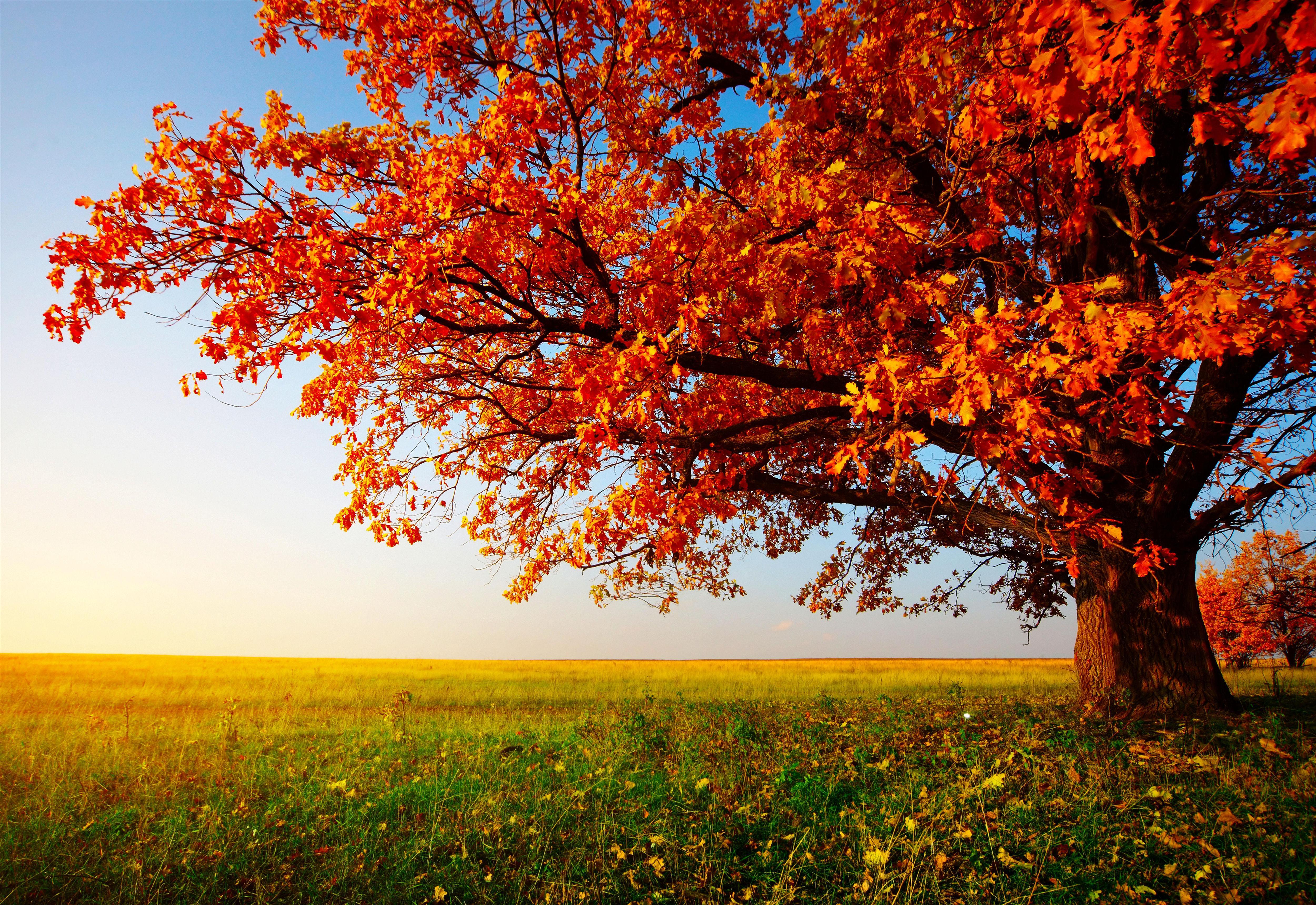 Free - Fall Trees , HD Wallpaper & Backgrounds
