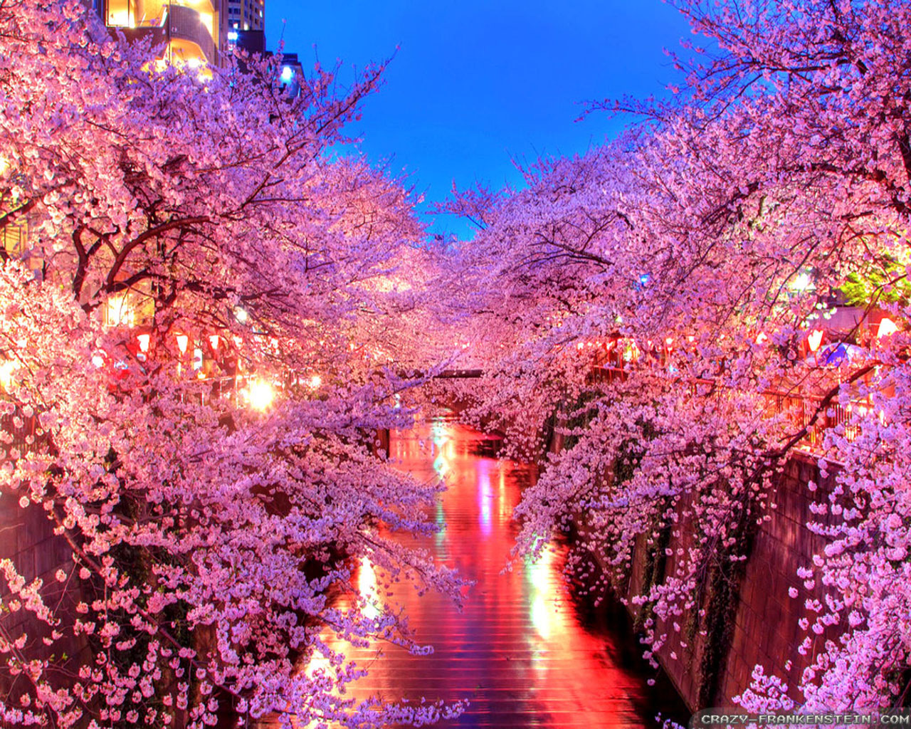 Spring Wallpaper - Spring In Japan , HD Wallpaper & Backgrounds