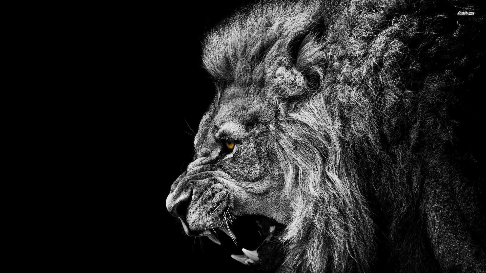 Roaring Lion Wallpaper - Roaring Lion Wallpaper Hd , HD Wallpaper & Backgrounds