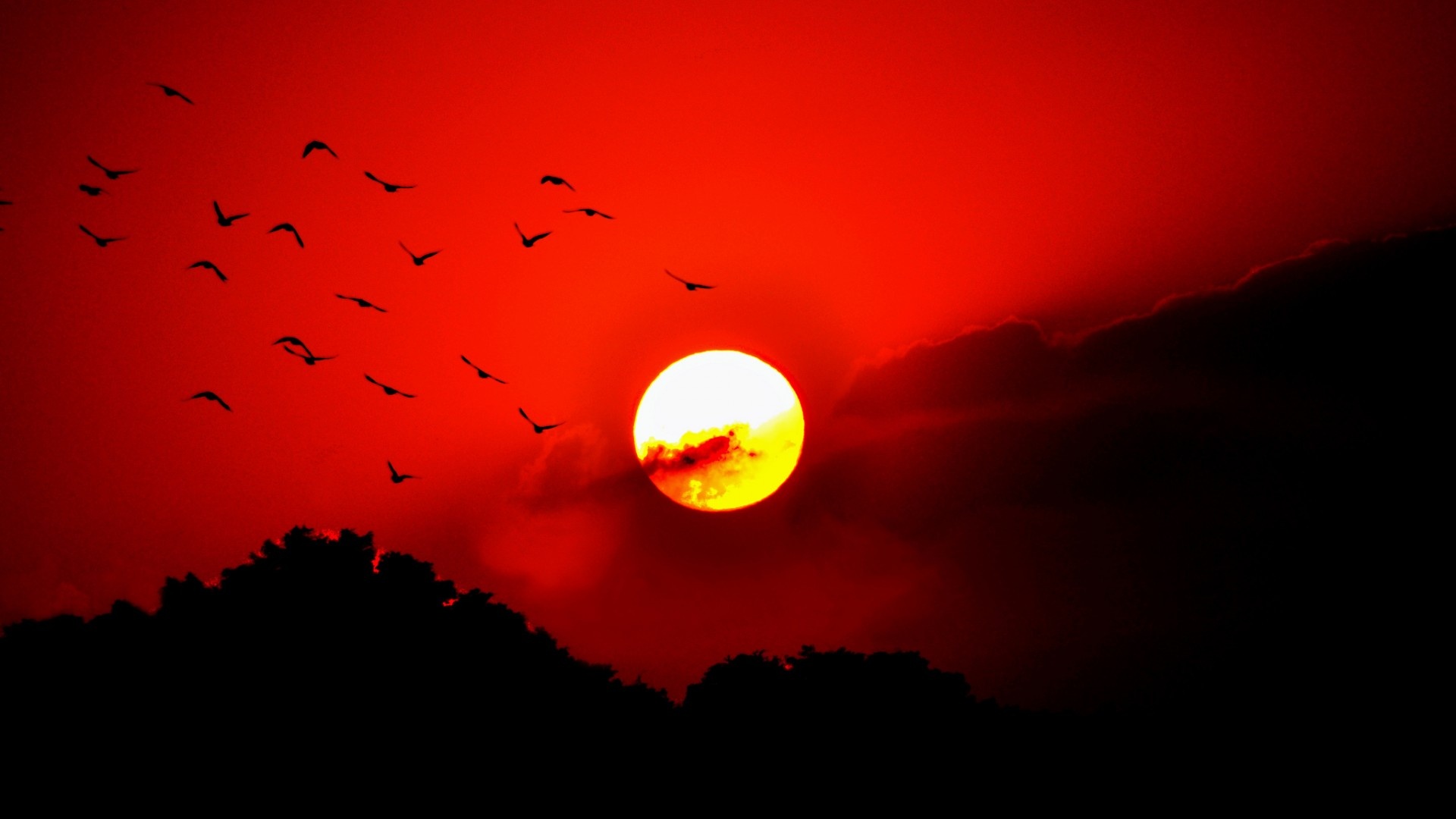 Birds Red Sunset Sky Flying - Red Sunset Wallpaper Hd , HD Wallpaper & Backgrounds