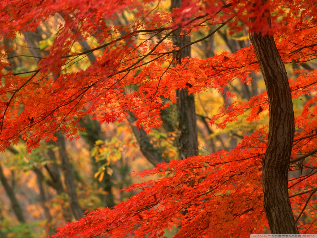 Autumn Leaves , HD Wallpaper & Backgrounds