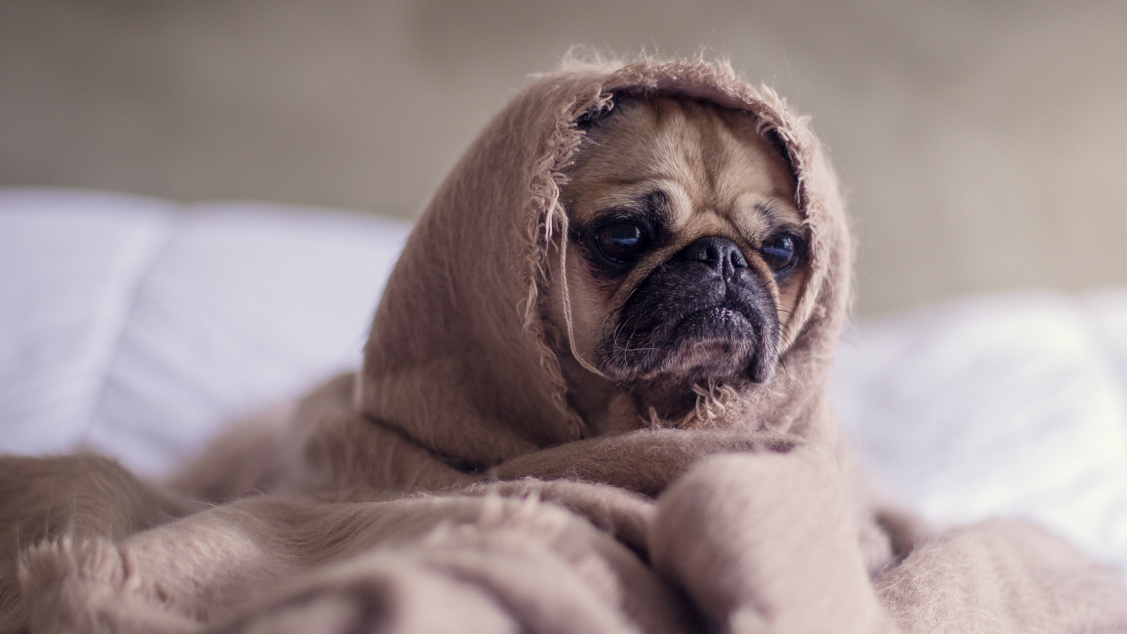 Funny Dog Puppy Wrapped In Blanket 4k Wallpaper - Мопс Обои На Телефон , HD Wallpaper & Backgrounds