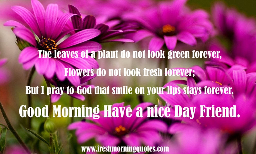 Good Morning Friend Have A Nice Day Images - Have A Good Day Friend , HD Wallpaper & Backgrounds
