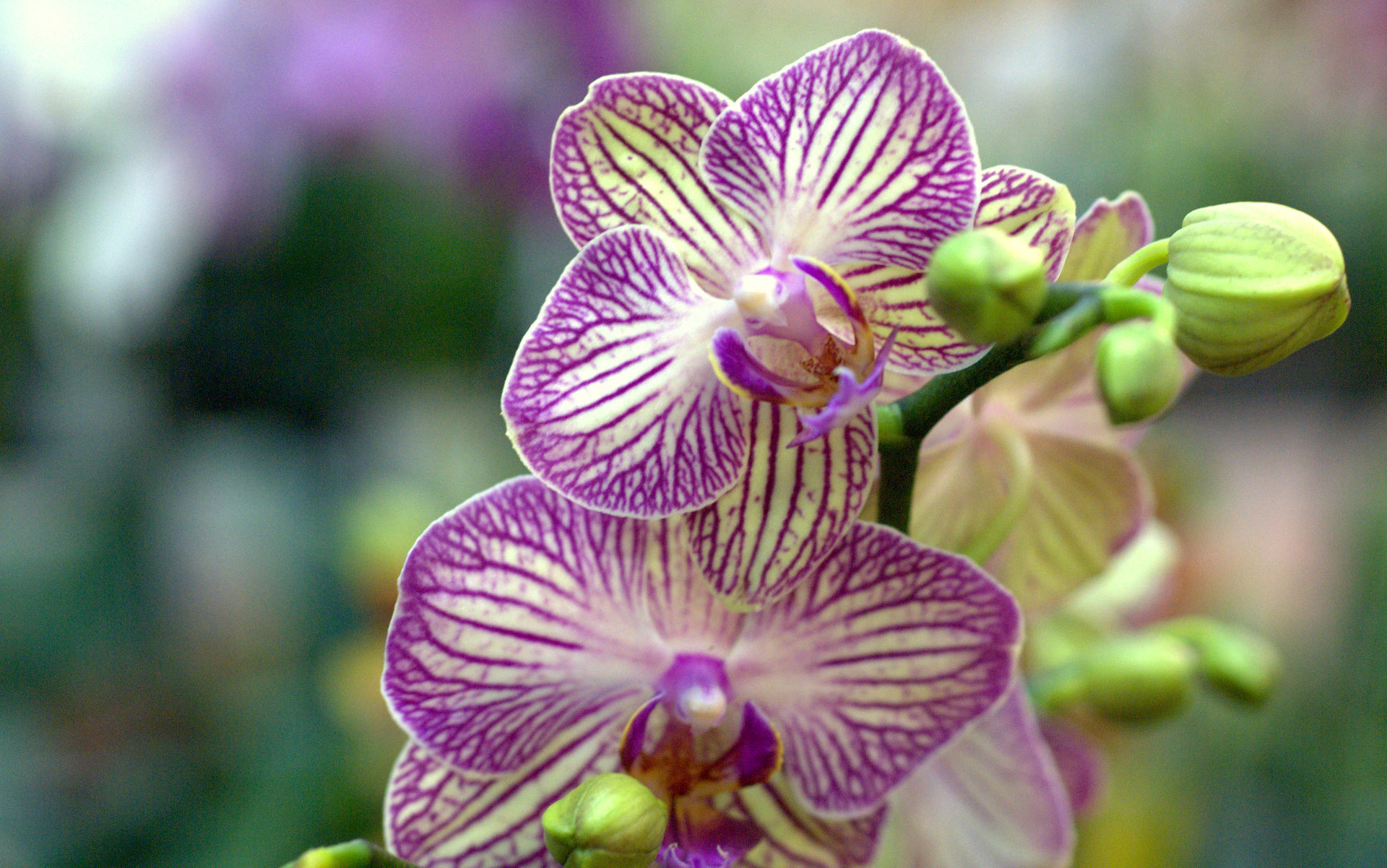 Orchid Flower Wallpaper Desktop , HD Wallpaper & Backgrounds
