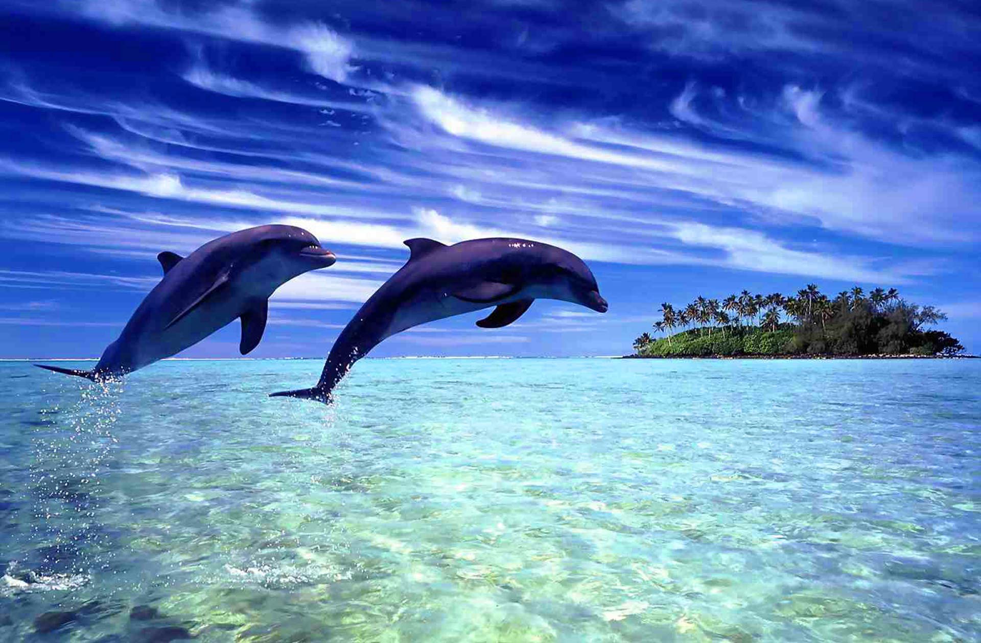 Background Delfines E Isla,fondo Escritorio Delfines , HD Wallpaper & Backgrounds
