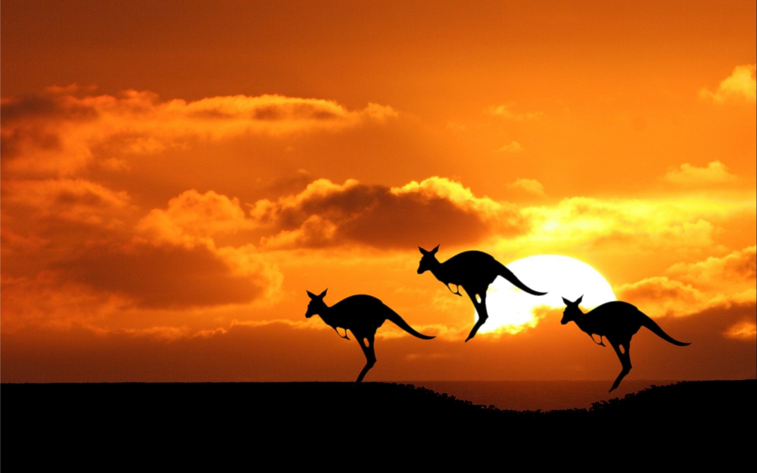 Kangaroos - Australia Kangaroo Sunset , HD Wallpaper & Backgrounds