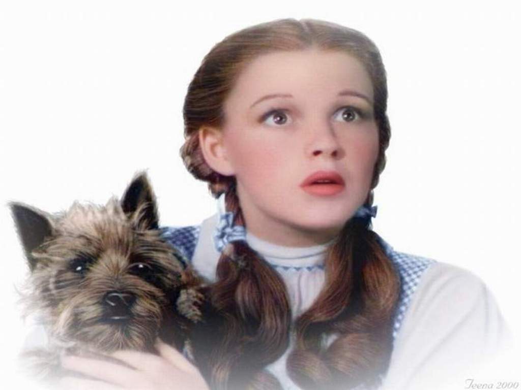 Dorothy And Toto 💕 - Don T Think We Re In Kansas Anymore Toto , HD Wallpaper & Backgrounds