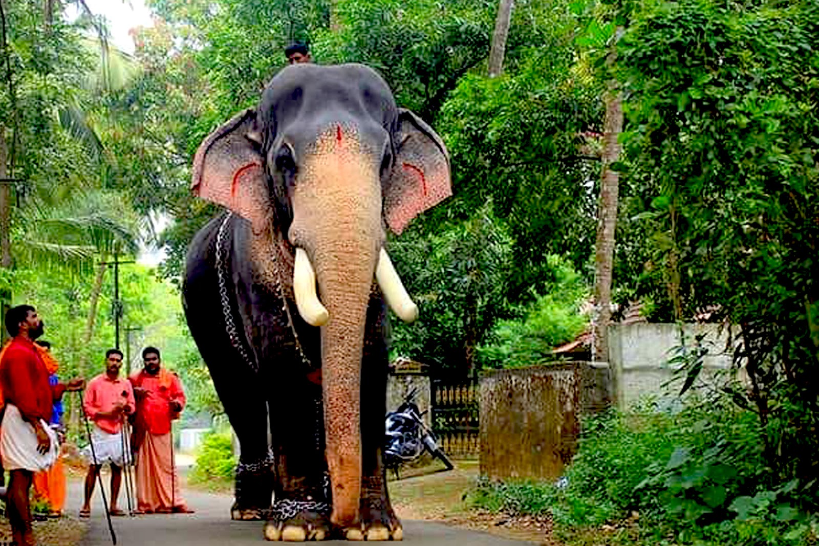 Mangalamkunnu Ayyappan - Mangalamkunnu Ayyappan Elephant , HD Wallpaper & Backgrounds