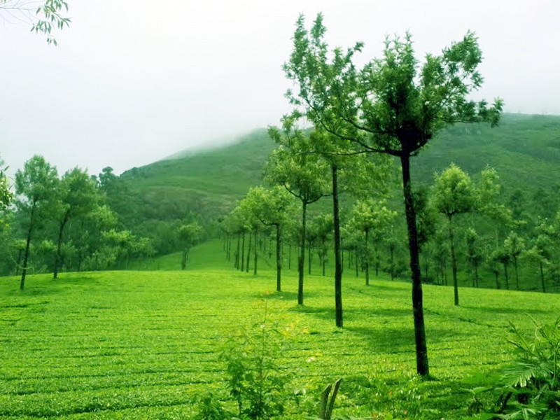 Munnar Tea Estate India Kerala Full Hd Detail - Munnar & Thekkady , HD Wallpaper & Backgrounds
