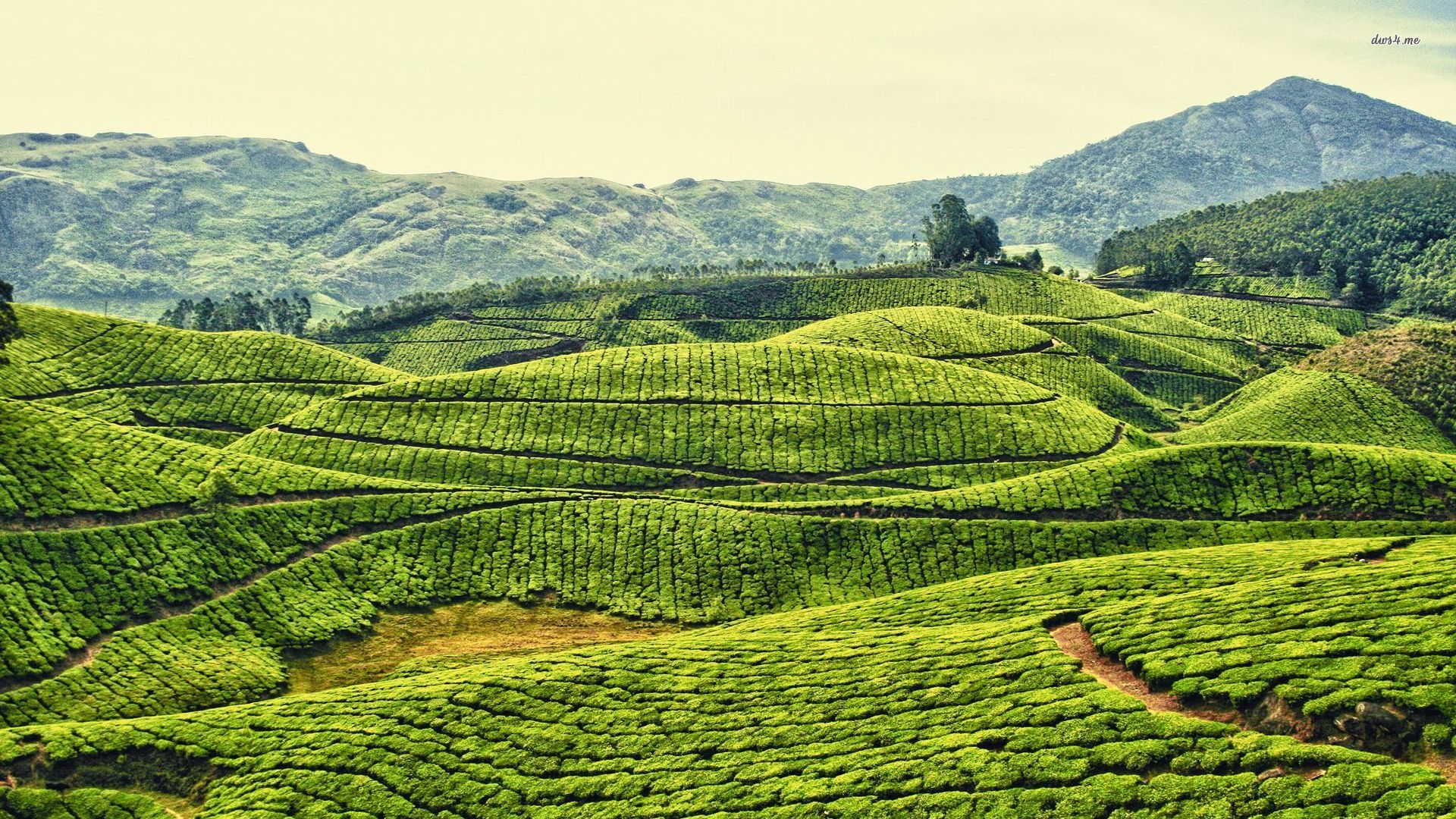 Tea Plantations In Kerala, India Wallpaper - Tea Plantation , HD Wallpaper & Backgrounds