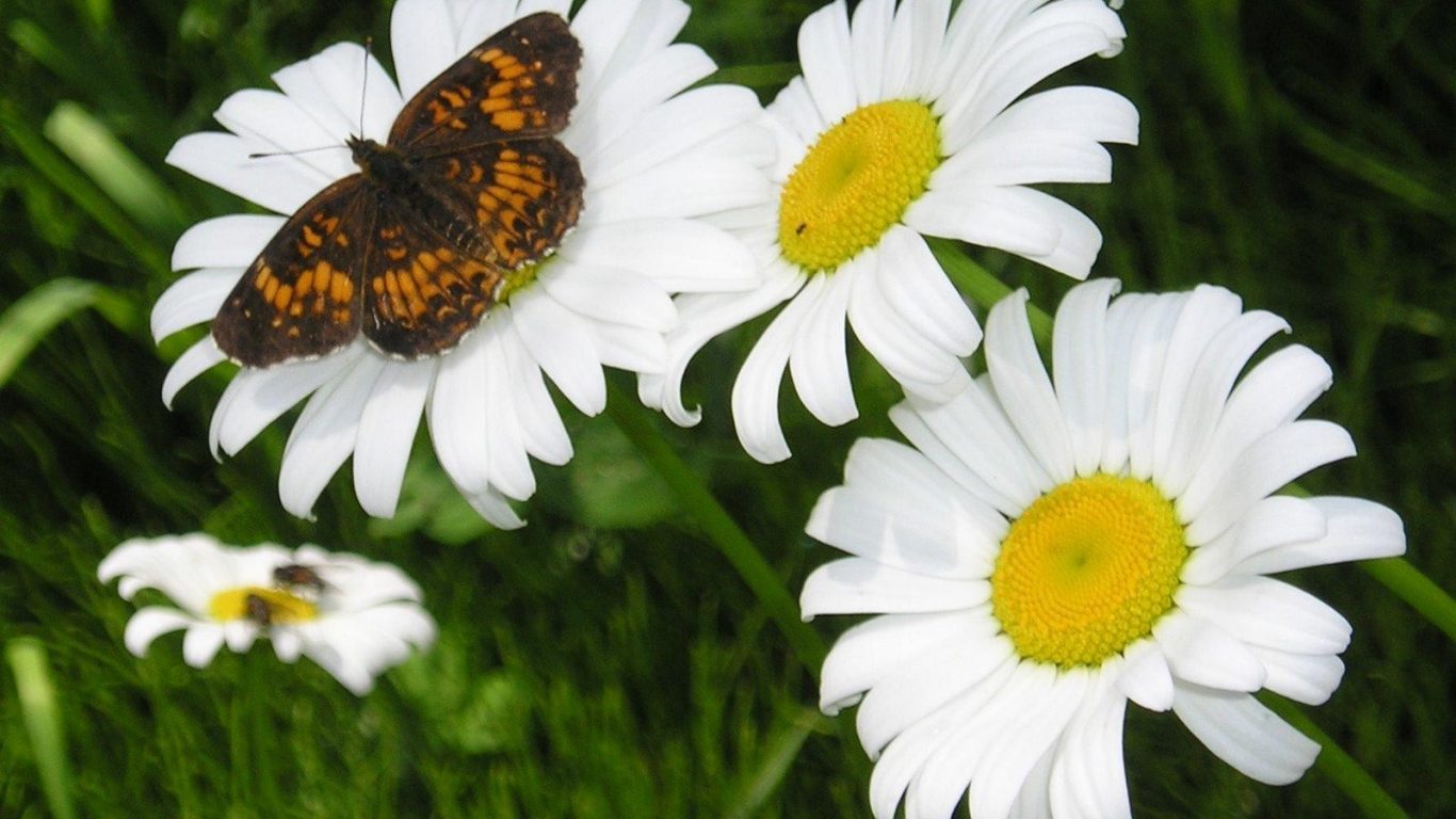 Flowers Daisies Animal Wallpaper Hd 1080p Butterfly - Oxeye Daisy , HD Wallpaper & Backgrounds