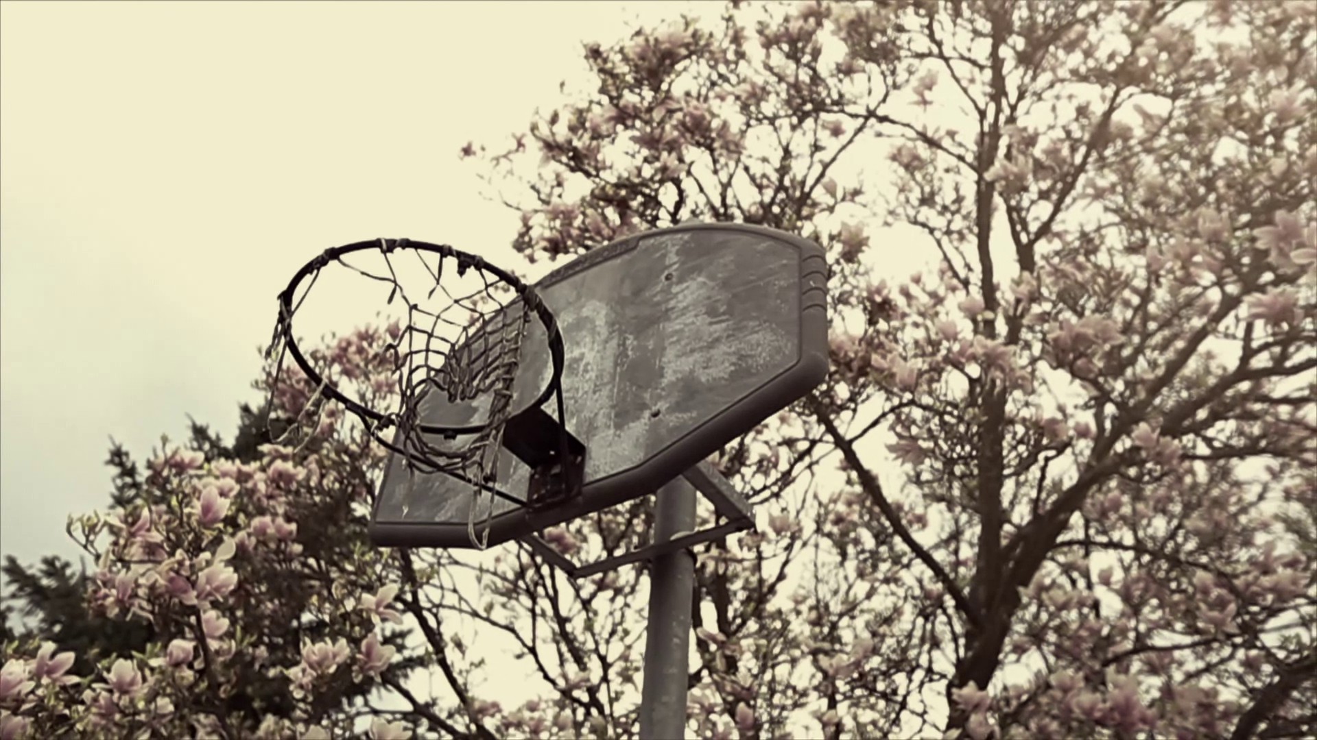 Trees Basketball Genetikk Wallpaper - خلفيات ملاعب كره السله الباسكت , HD Wallpaper & Backgrounds