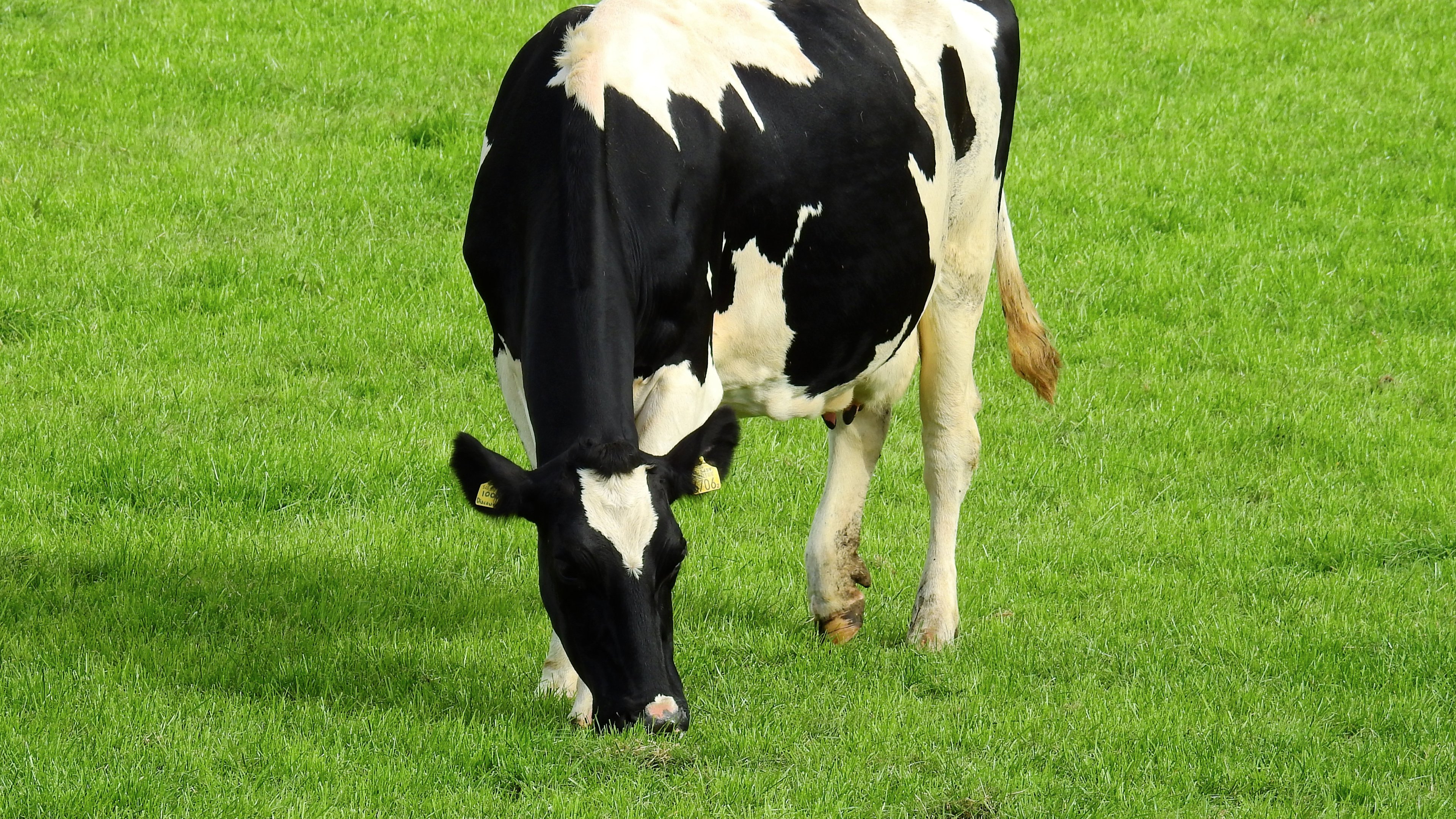 Holstein Cow Hd Desktop Wallpaper - گاو هلشتاین , HD Wallpaper & Backgrounds