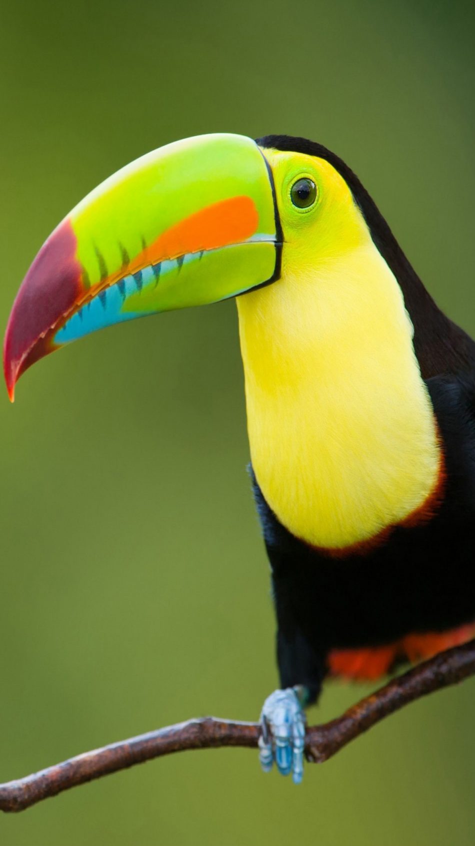 Toucan Bird 4k Ultra Hd Mobile Wallpaper - Rainforest Animals , HD Wallpaper & Backgrounds