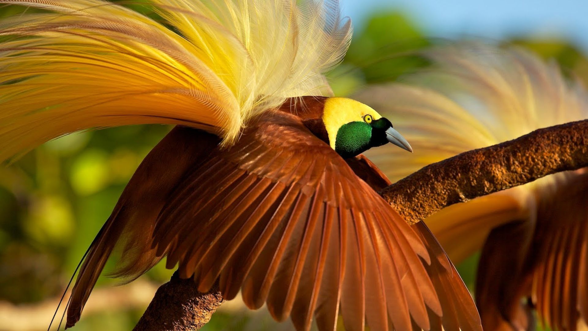 Bird Of Paradise, Bird, 4k - Paradise Bird , HD Wallpaper & Backgrounds