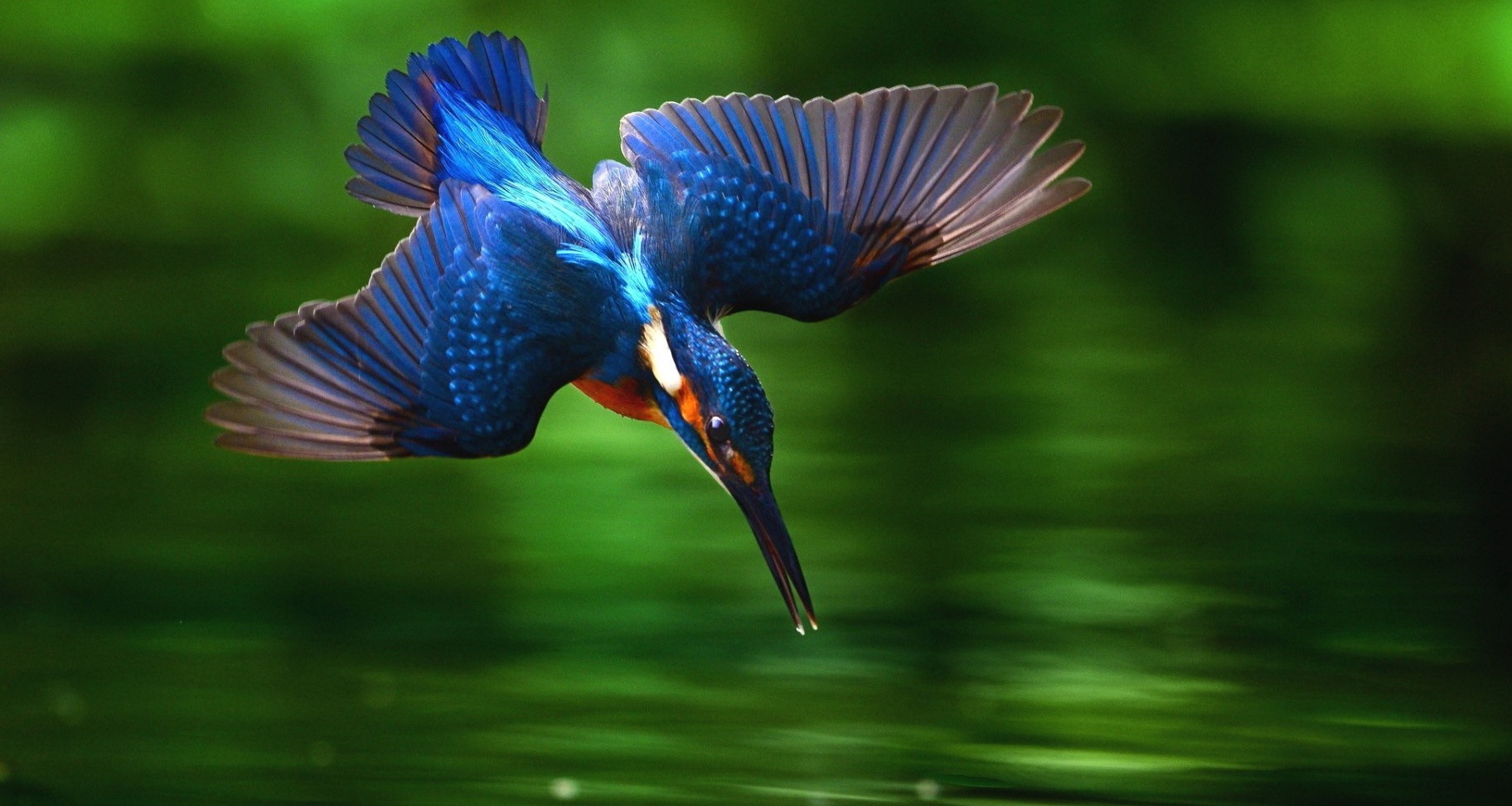 These - Kingfisher Bird Diving Into Water , HD Wallpaper & Backgrounds