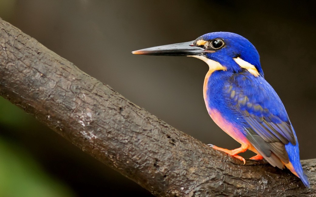 Kingfisher Bird Beak - Kingfisher Bird Image Download , HD Wallpaper & Backgrounds