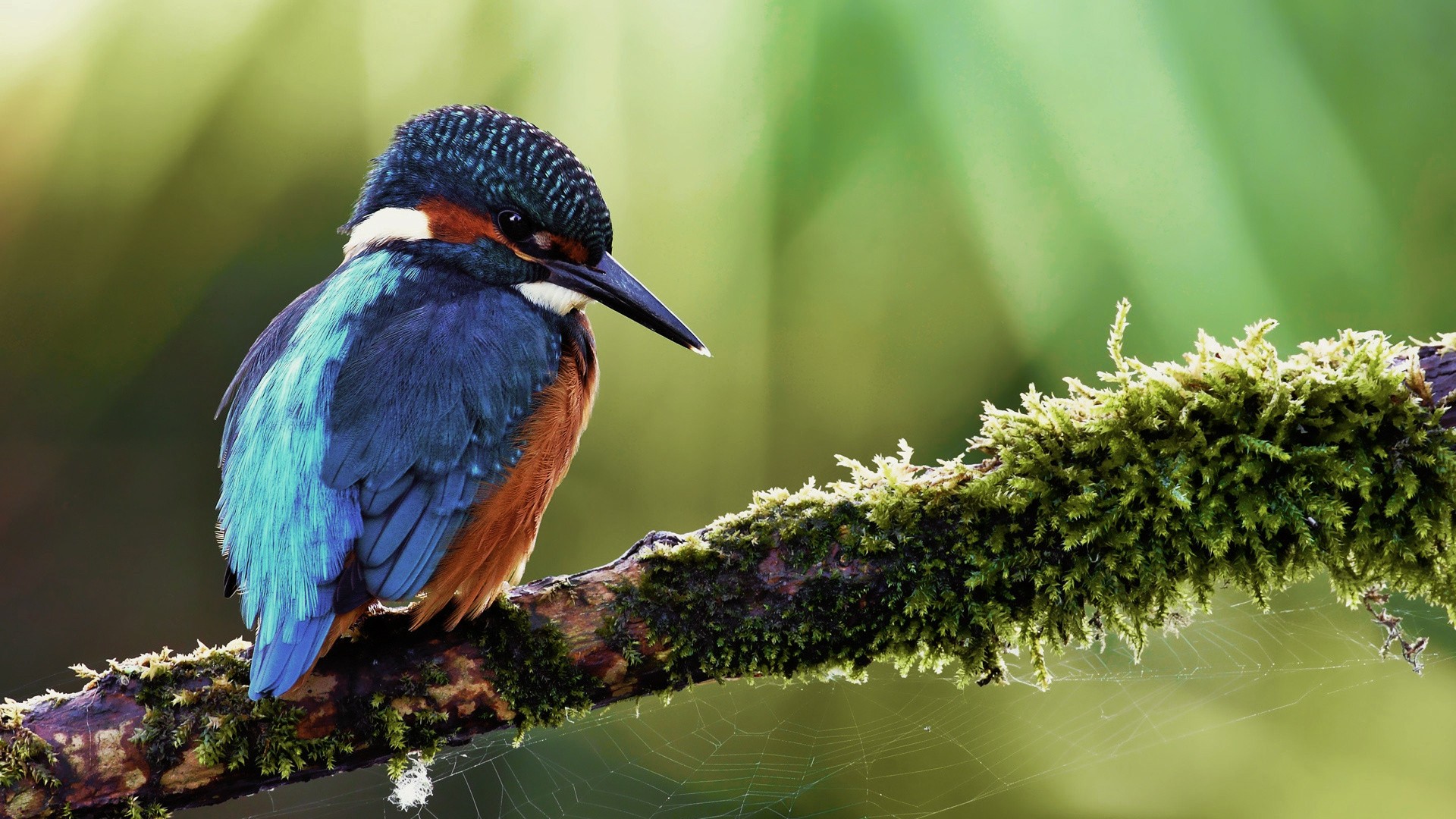 Kingfisher Hd Wallpaper - Birds Background , HD Wallpaper & Backgrounds