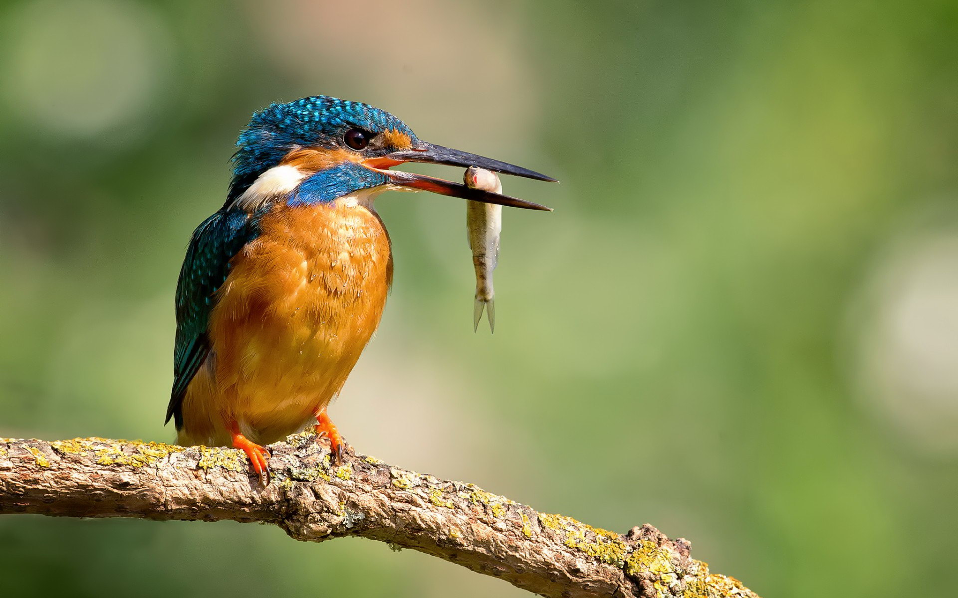 Kingfisher Wallpapers, Special Hdq Live Kingfisher - Kingfisher Bird , HD Wallpaper & Backgrounds