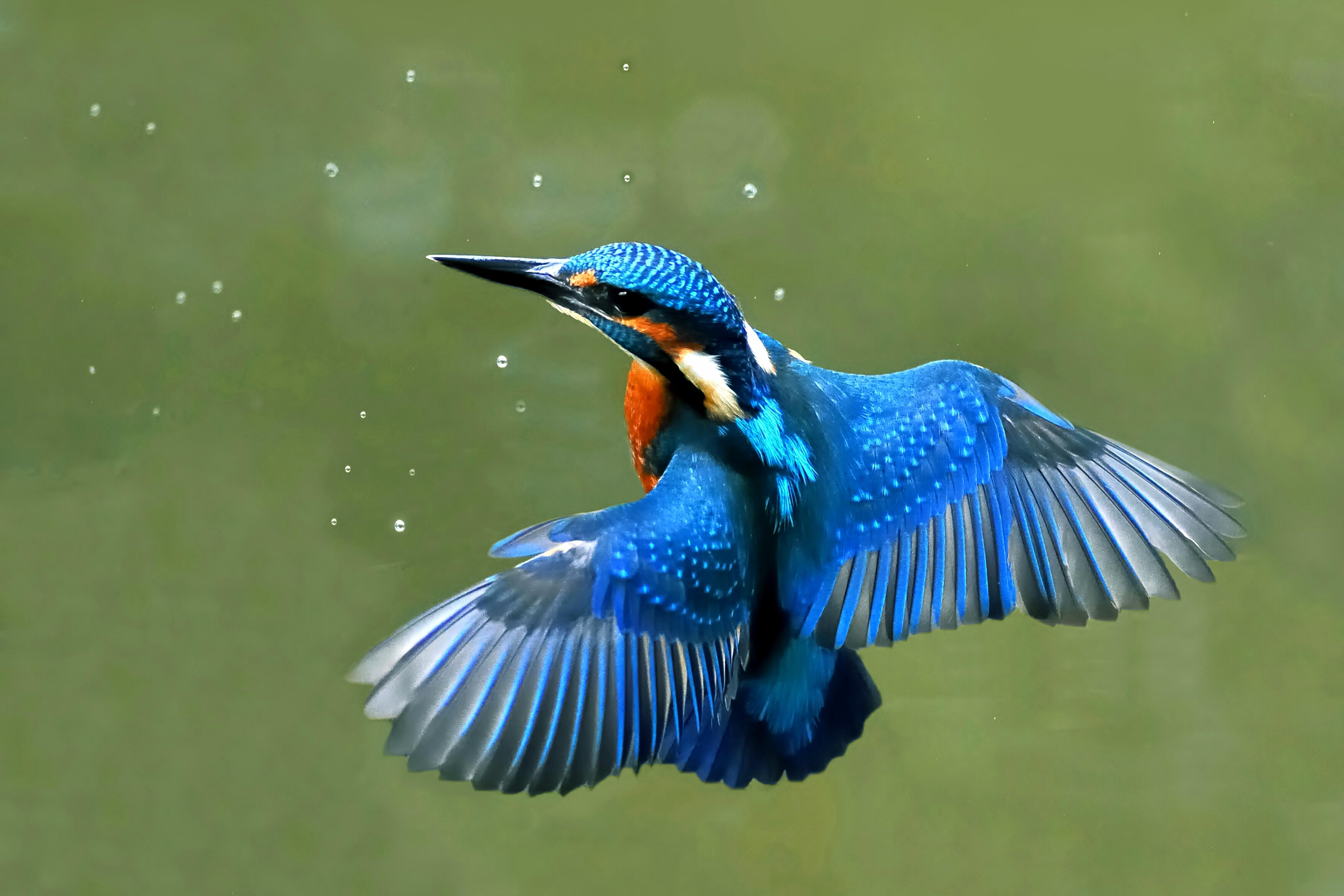 Kingfisher Hd Wallpaper - Kingfisher Bird Information In Hindi , HD Wallpaper & Backgrounds