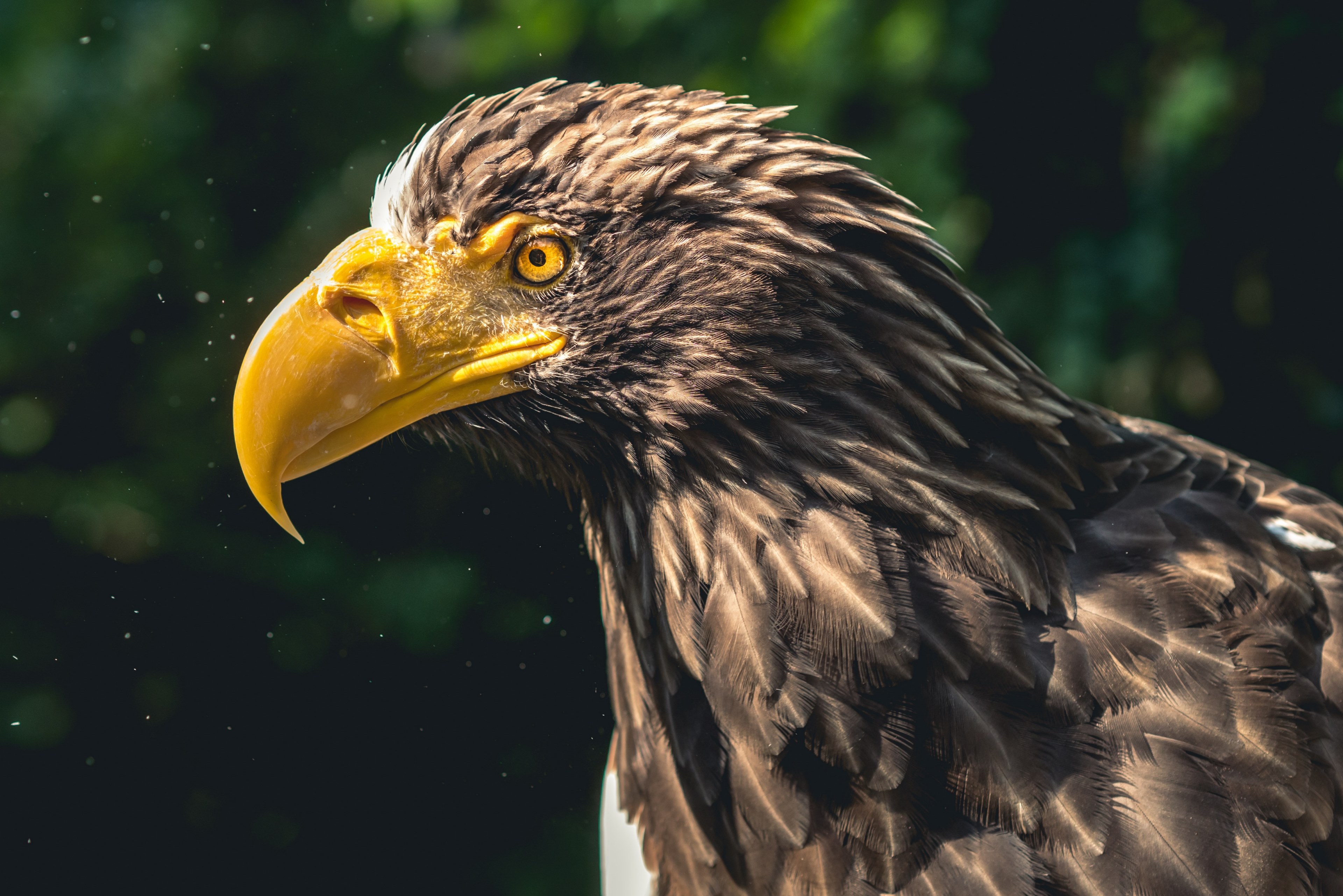 #3840x2562 #eagle #bird Of Prey #animal #species #birds - Steller Sea Eagle Head , HD Wallpaper & Backgrounds