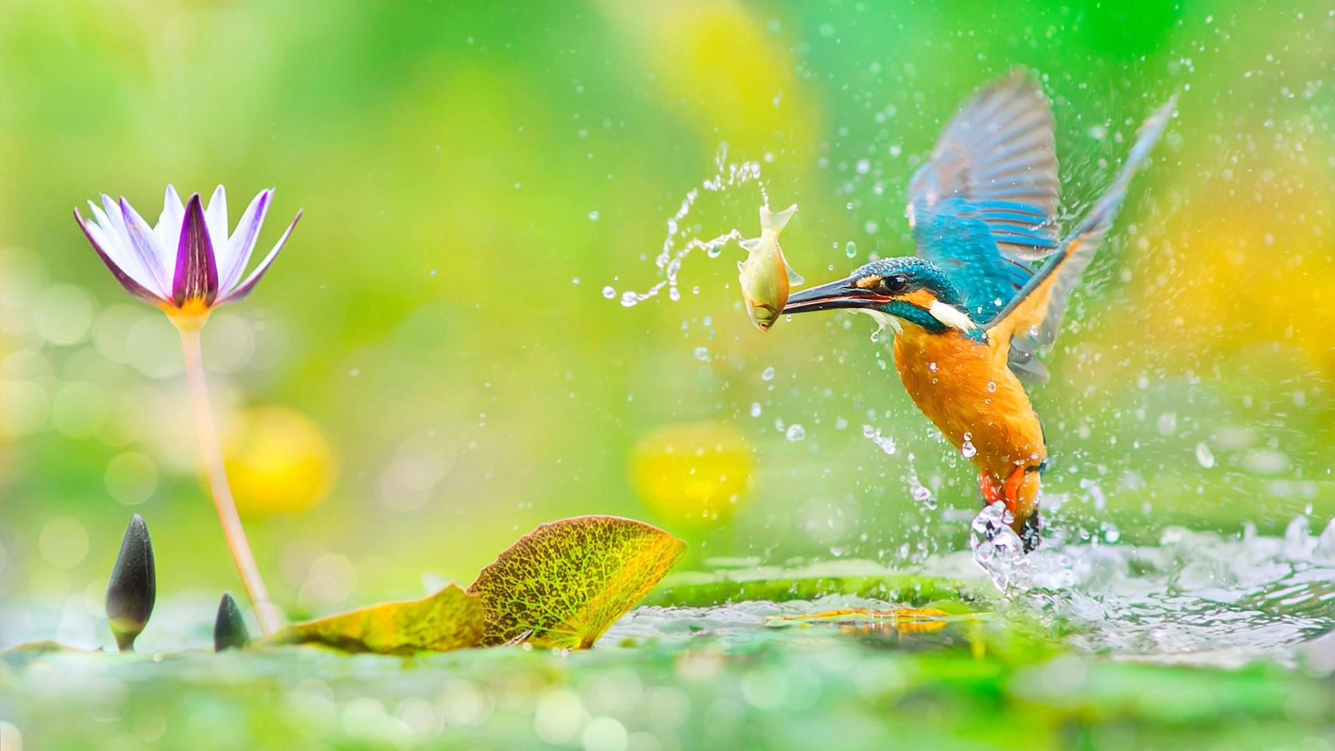 Kingfisher With A Fish In His Beak Hd Wallpaper Wallpaper - Blue Kingfisher , HD Wallpaper & Backgrounds