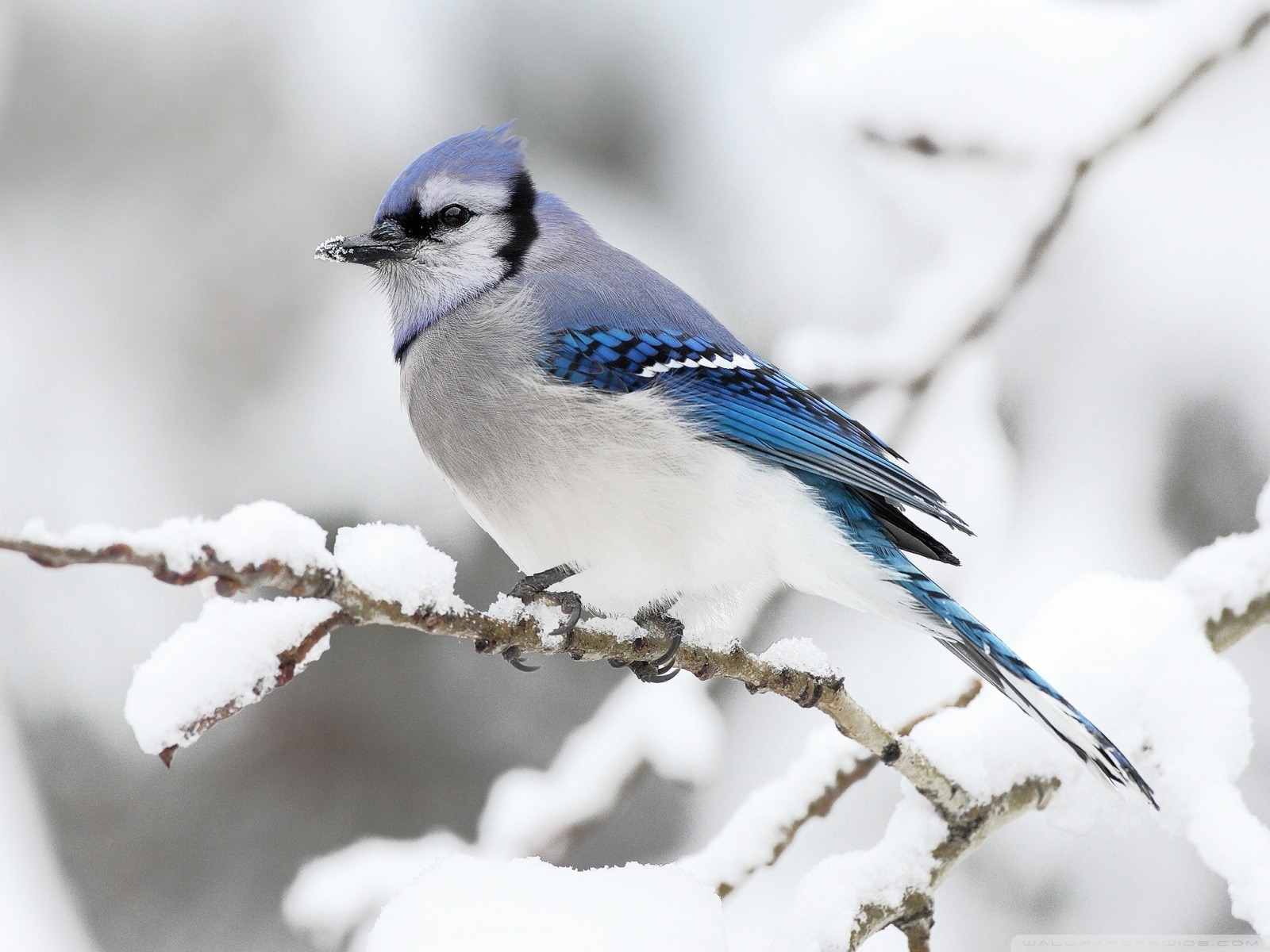 Beautiful Bird Winter ❤ 4k Hd Desktop Wallpaper For - Birds In Winter Hd , HD Wallpaper & Backgrounds