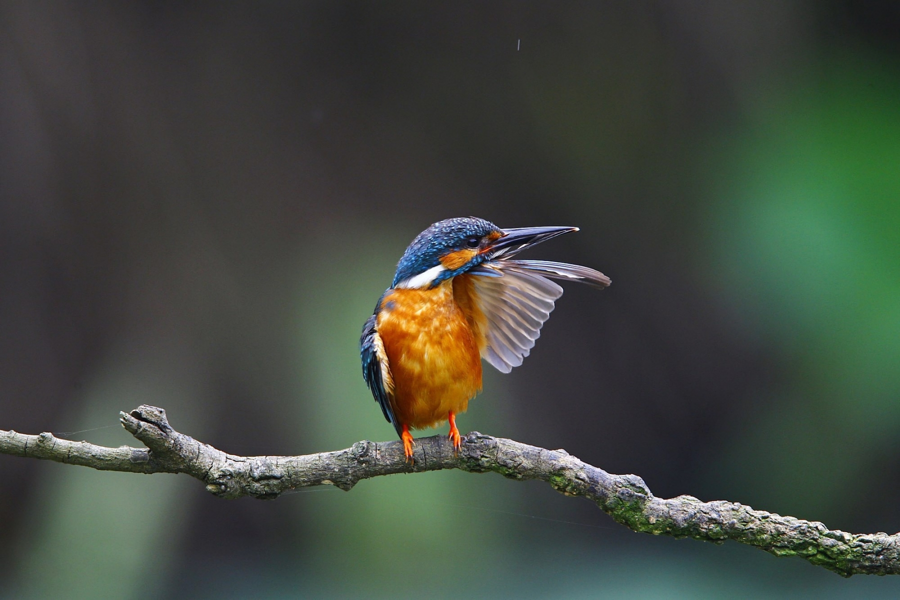 Kingfisher-27 - Birds With Small Wings , HD Wallpaper & Backgrounds