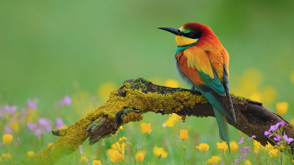 Flowers And Birds Wallpaper - Beautiful Bird , HD Wallpaper & Backgrounds