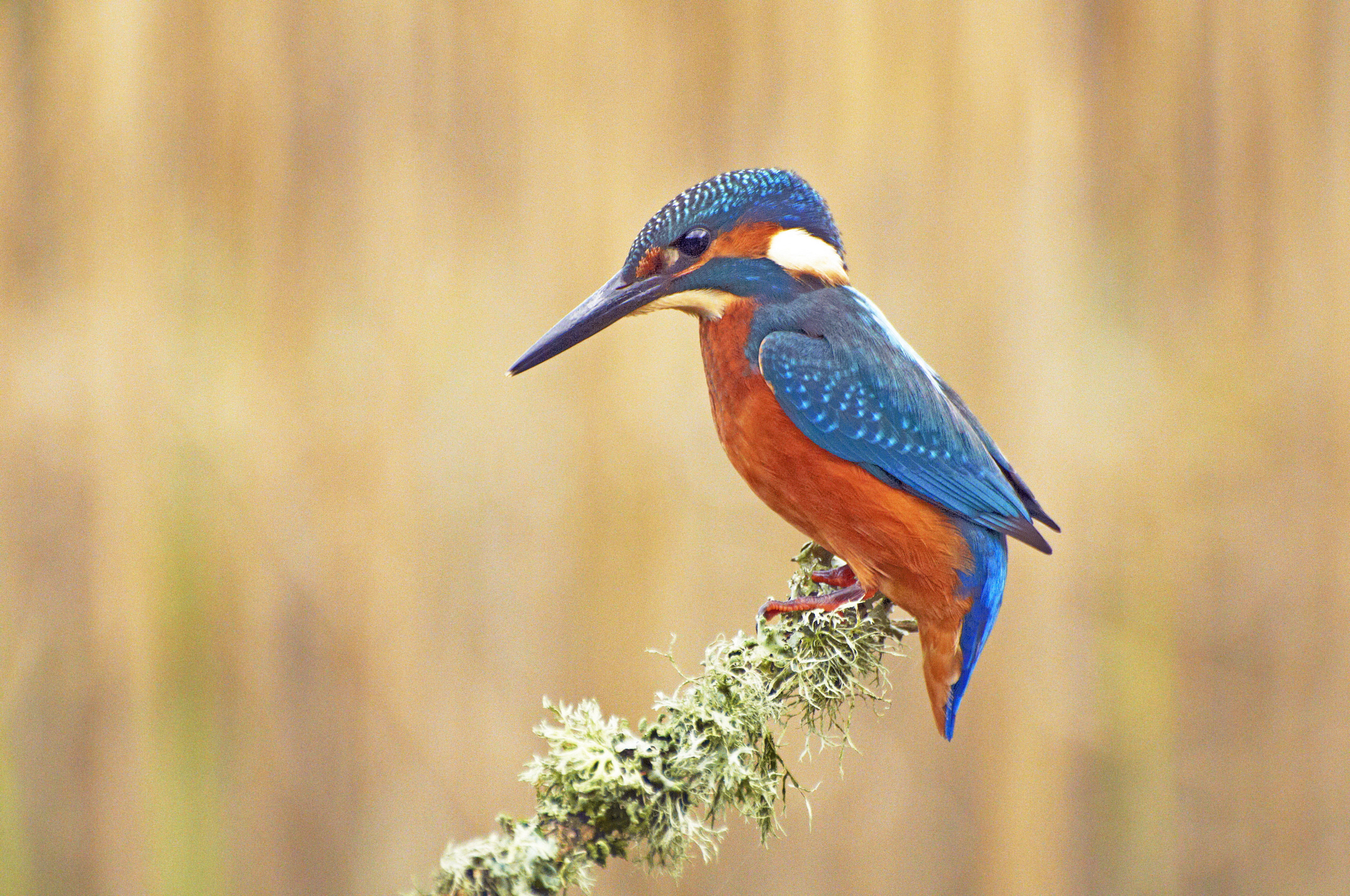 Blue And Brown Bird On Green Leaf Plant, Kingfisher , HD Wallpaper & Backgrounds