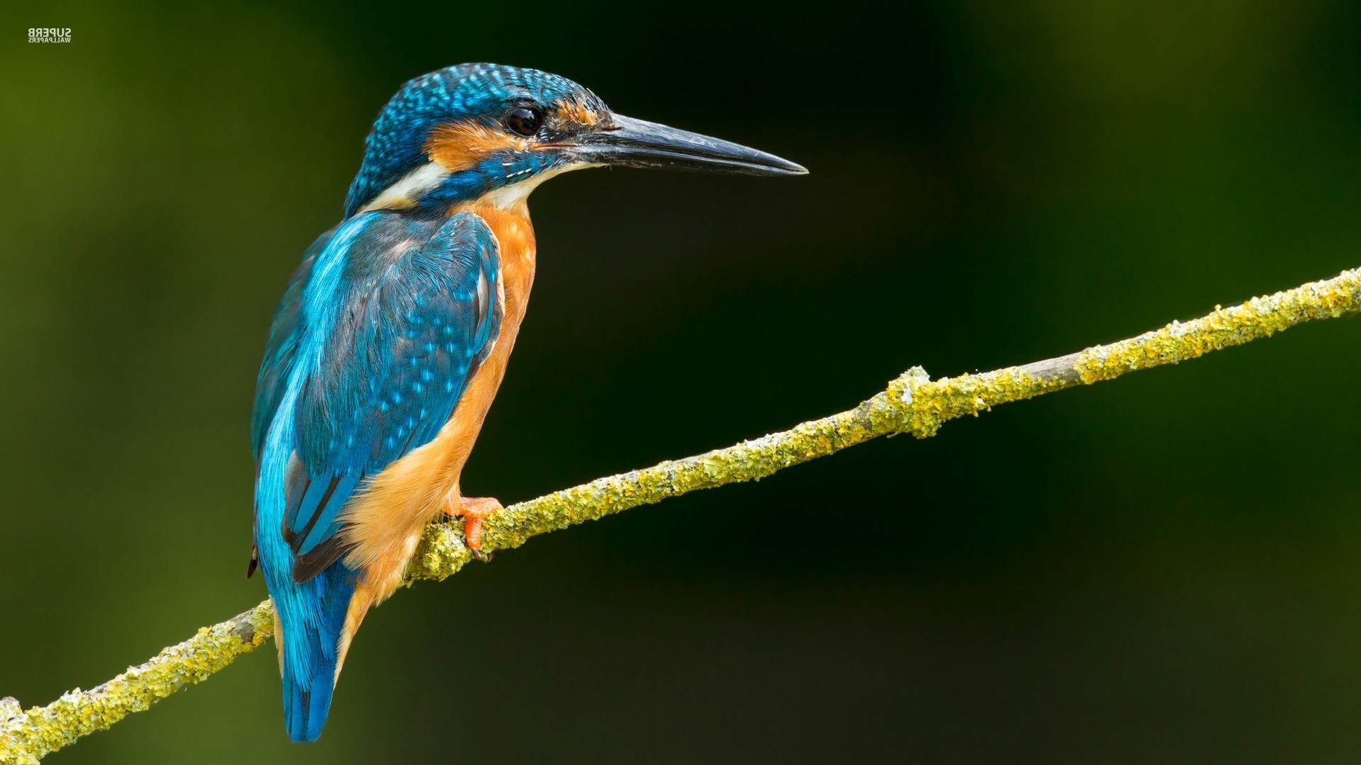 Kingfisher Birds Twigs Wallpaper And Background Jpg - Neelkanth Bird , HD Wallpaper & Backgrounds