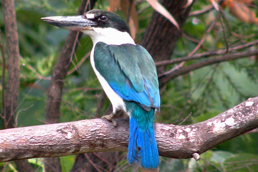 Australia Day Images Forest Kingfisher Hd Wallpaper - Belted Kingfisher , HD Wallpaper & Backgrounds