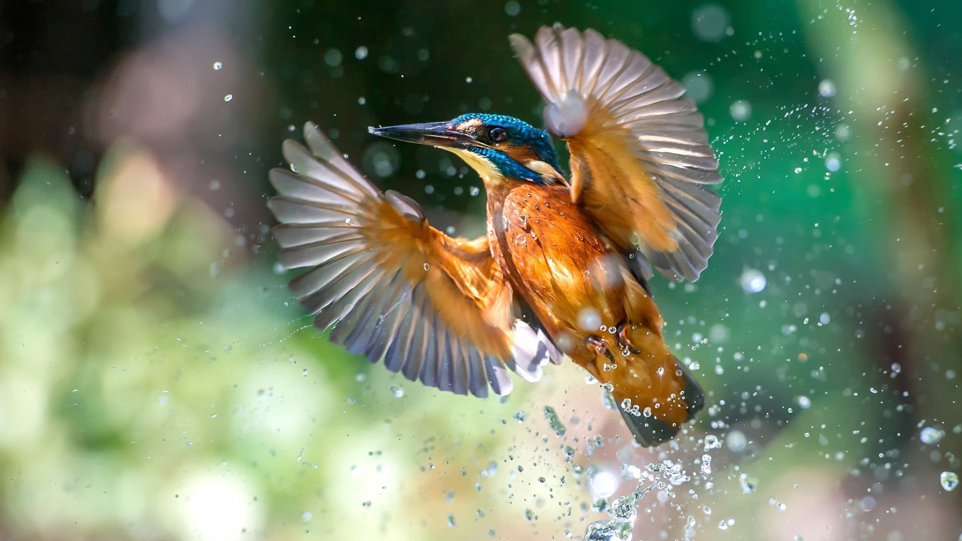 Downaload Bird, Flight, Water Splashes, Kingfisher - Kingfisher Bird Flying Hd , HD Wallpaper & Backgrounds