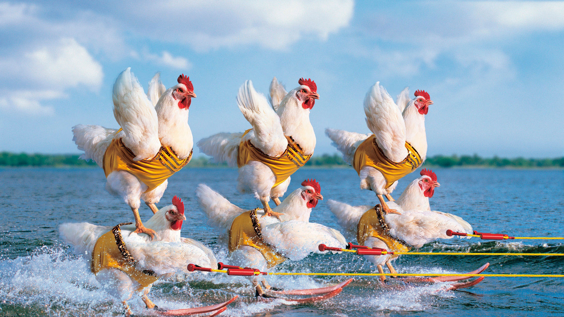 Awesome Birds 4k Desktop Background Wallpapers - Chickens On Water , HD Wallpaper & Backgrounds