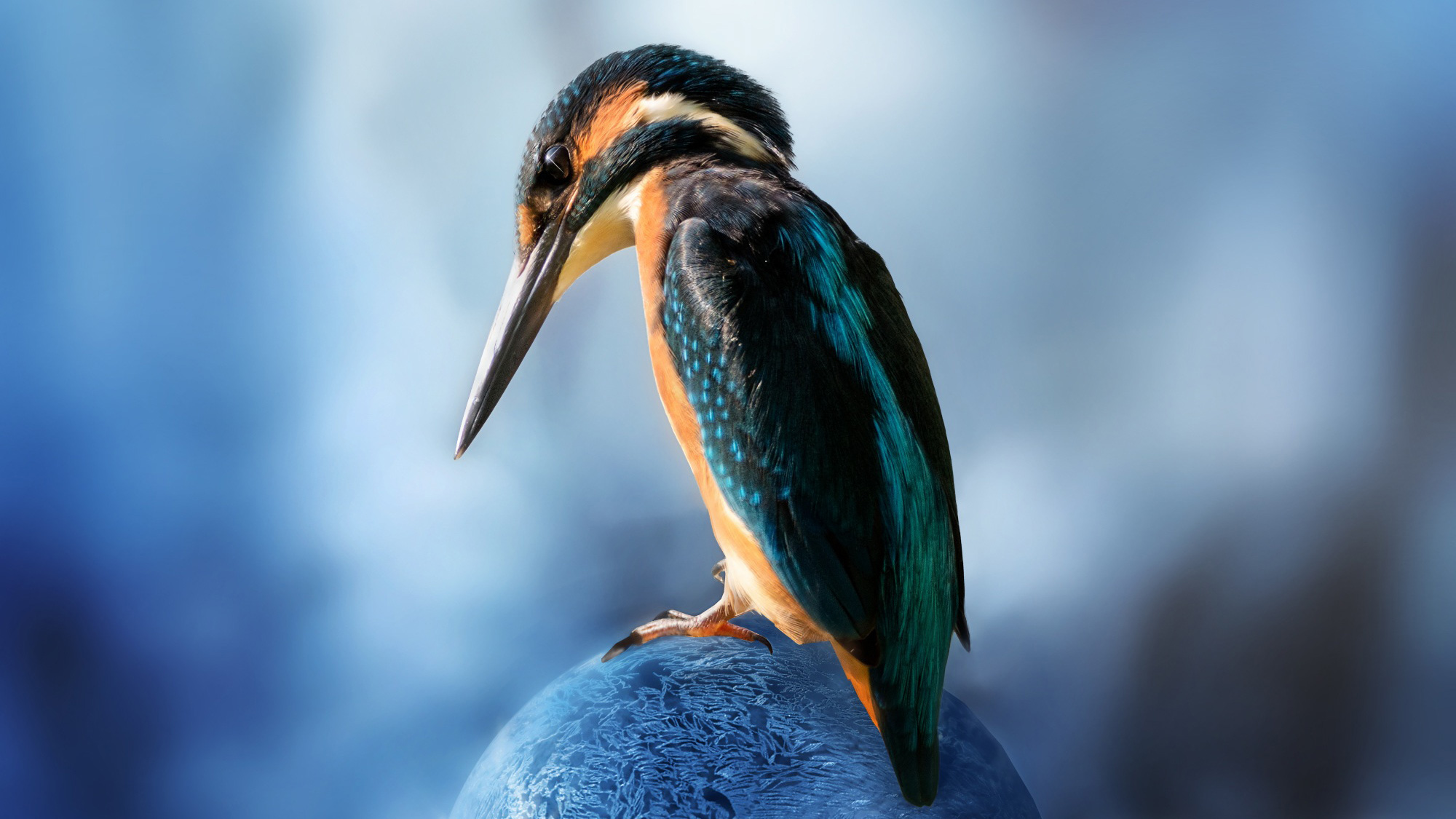 Kingfisher Bird Sitting - Hd Wallpaper For Realme 2 Pro , HD Wallpaper & Backgrounds