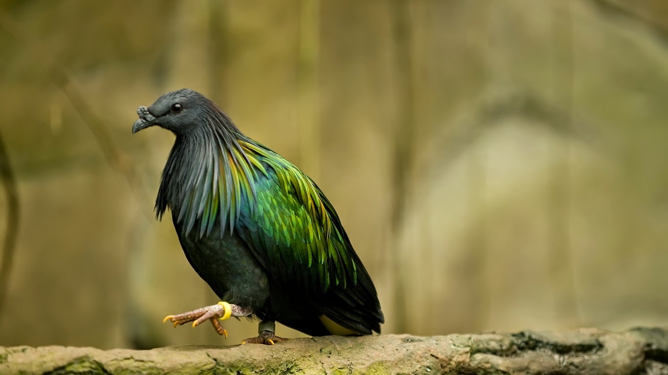 Bird With Green Wings , HD Wallpaper & Backgrounds