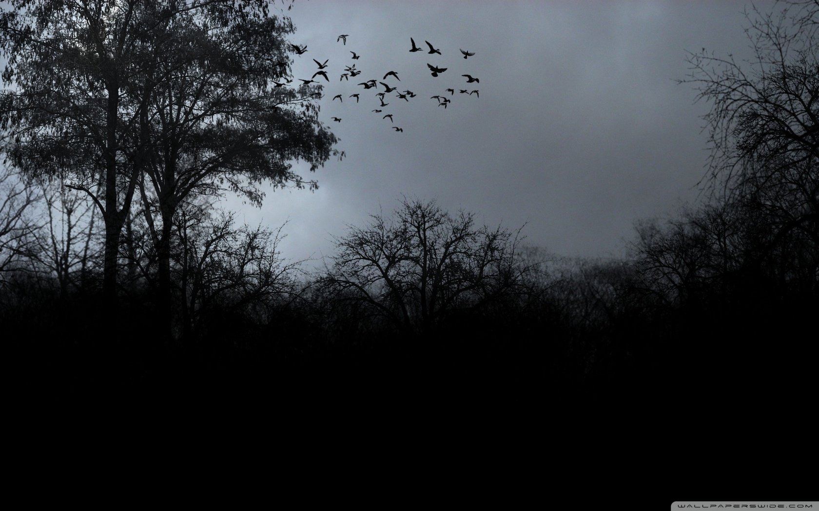 Black Wallpapers With Birds - Birds Flying In The Dark , HD Wallpaper & Backgrounds
