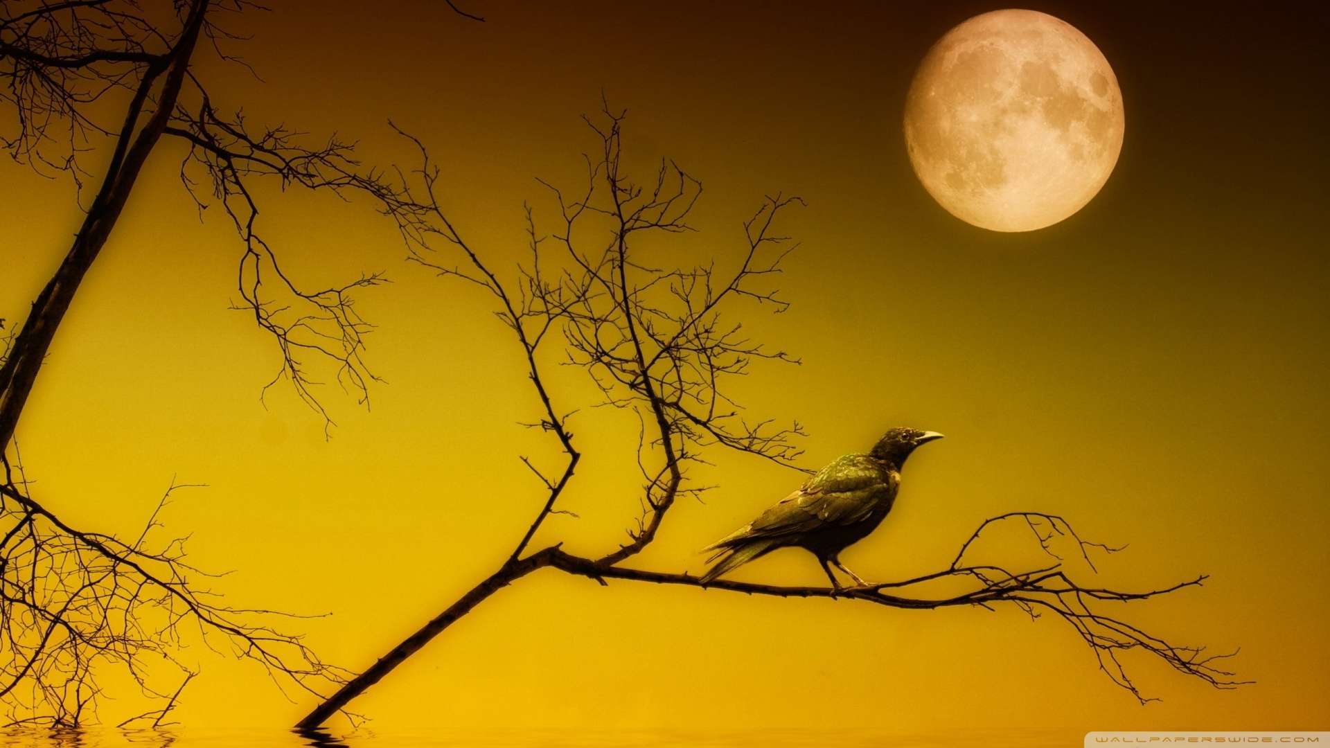 Royal Jatt Wallpaper - Bird Sitting On A Tree , HD Wallpaper & Backgrounds