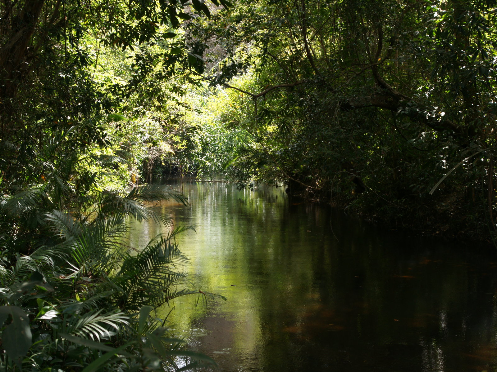 Jungle River , HD Wallpaper & Backgrounds