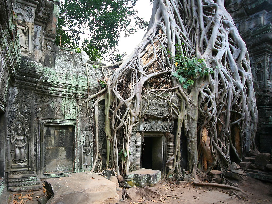 Ta Prohm , HD Wallpaper & Backgrounds