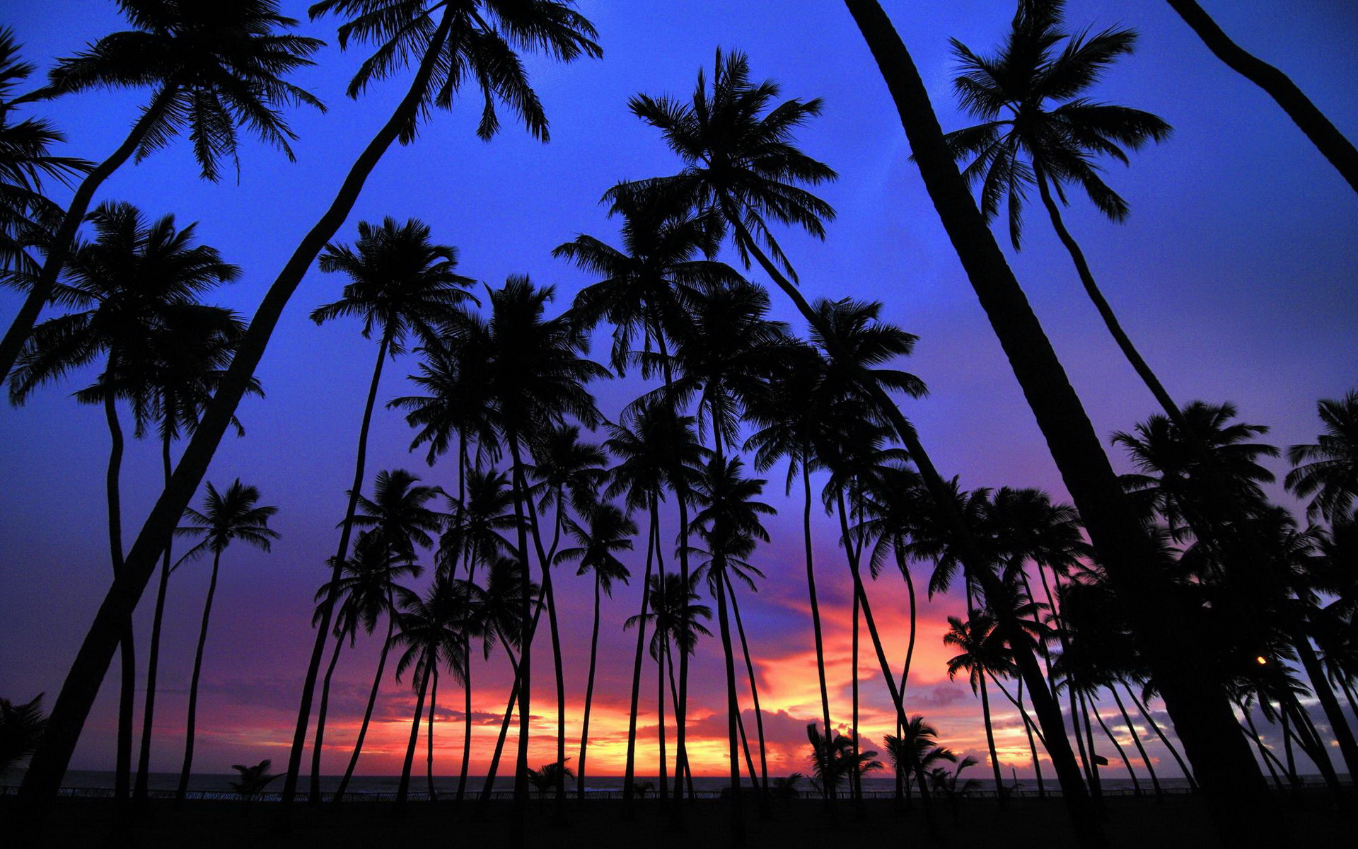 Sunset - Sunset With Coconut Trees , HD Wallpaper & Backgrounds