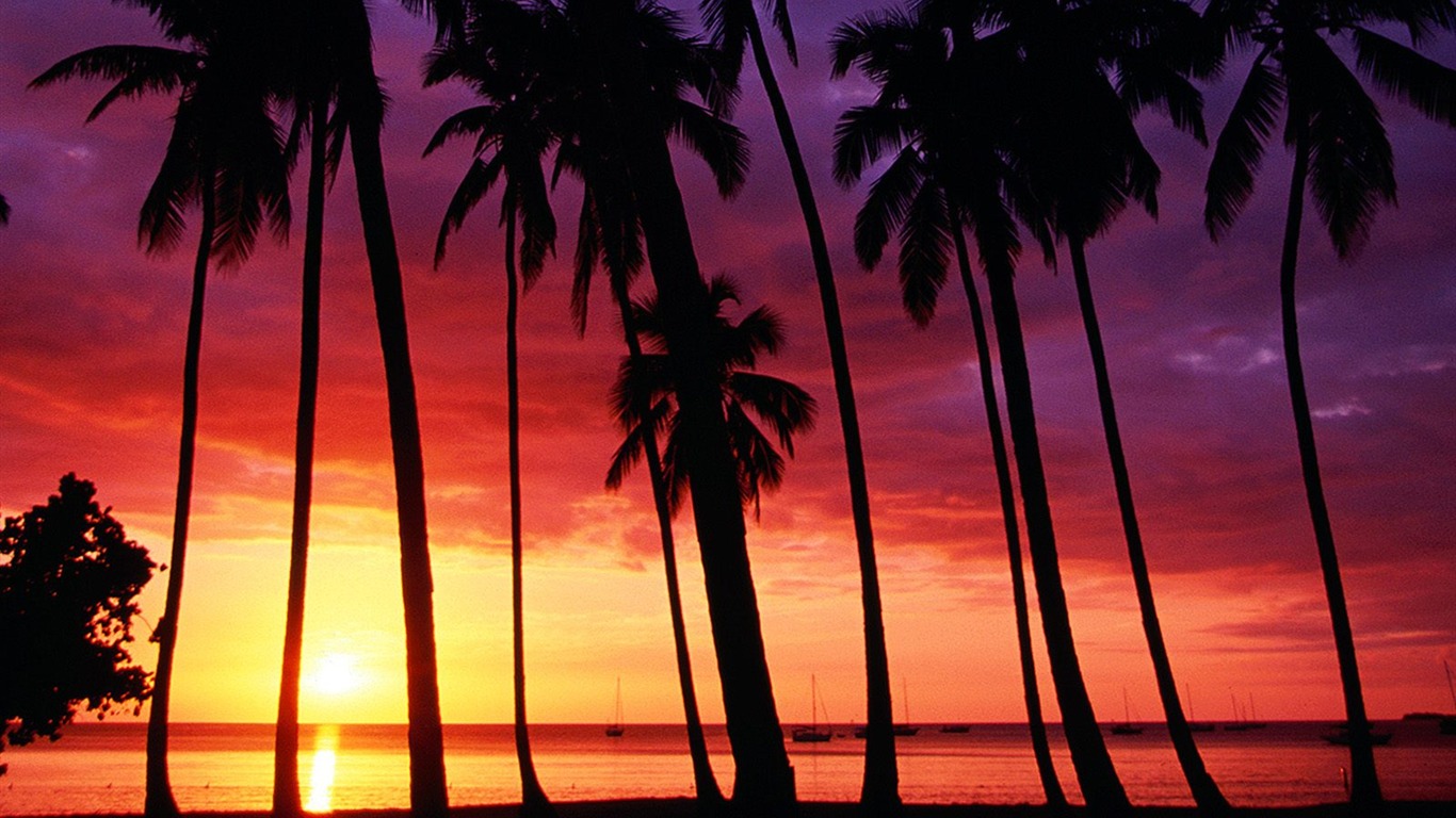 Palm Tree Sunset Wallpaper - Sunset Tropical Beach Background , HD Wallpaper & Backgrounds