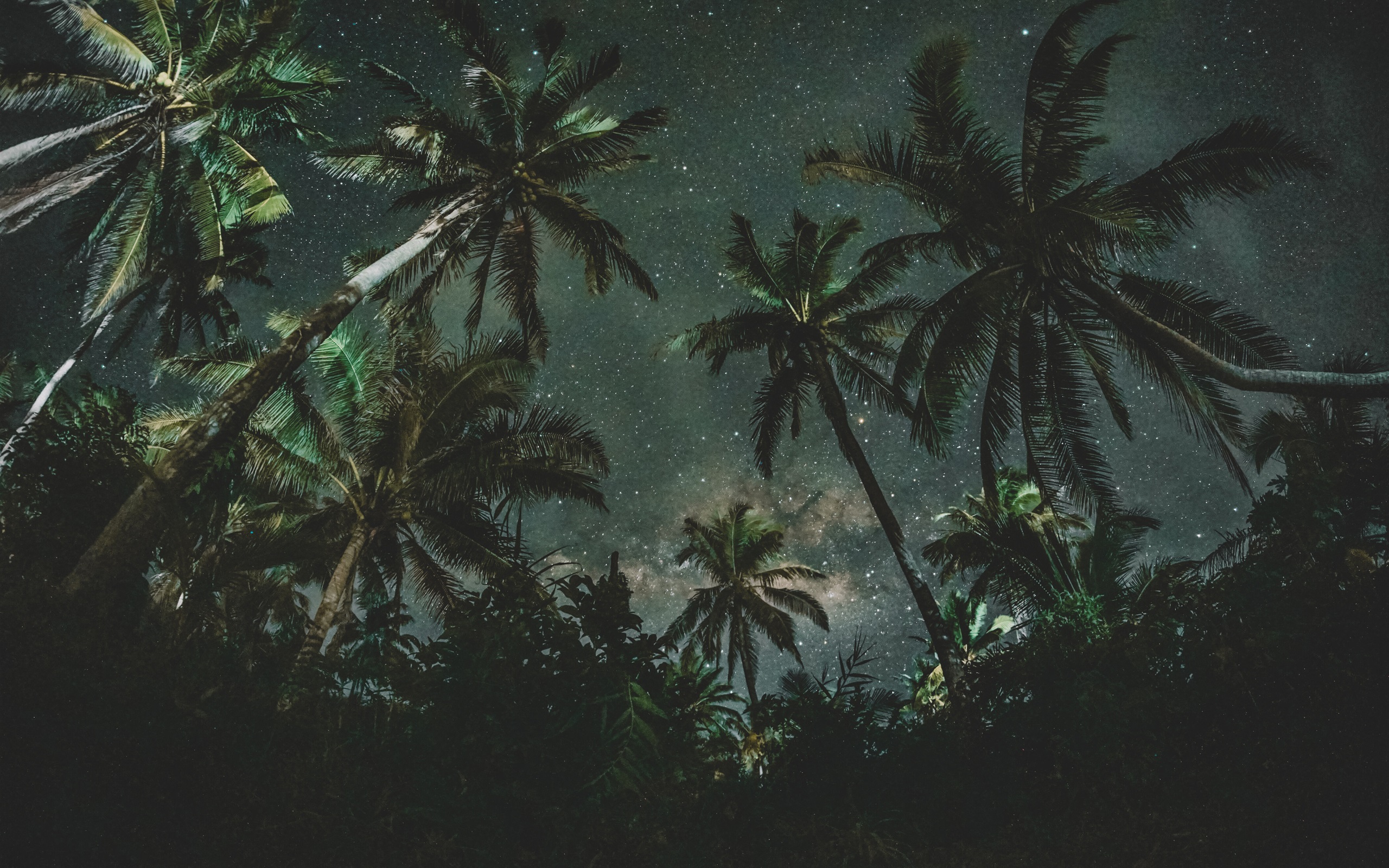Palm Trees At Night , HD Wallpaper & Backgrounds