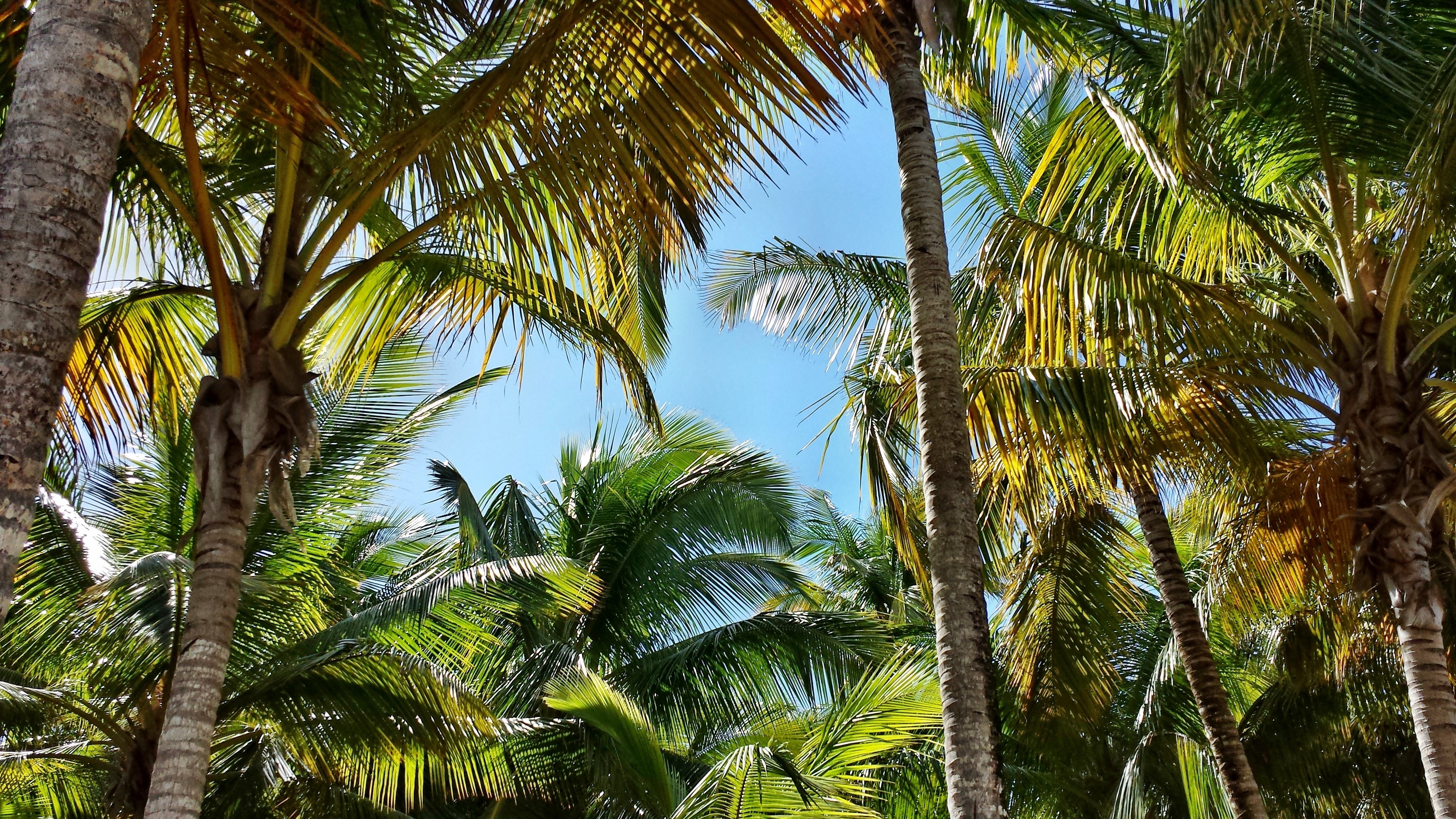 Palma, Palme, Palm, Coconuts, Palm Tree, Tree - Forest , HD Wallpaper & Backgrounds