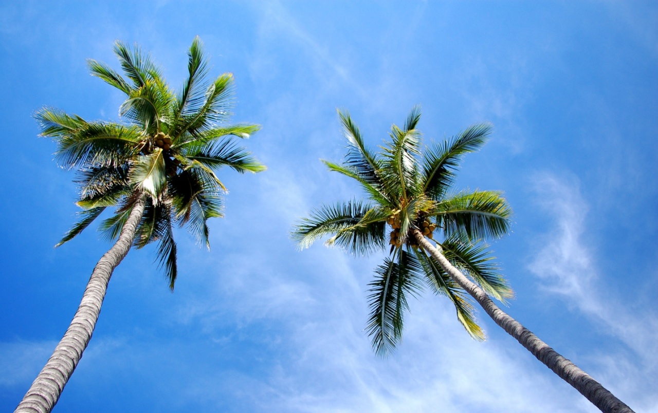 Wide Two Palms Wallpapers - Palm Trees Cover , HD Wallpaper & Backgrounds