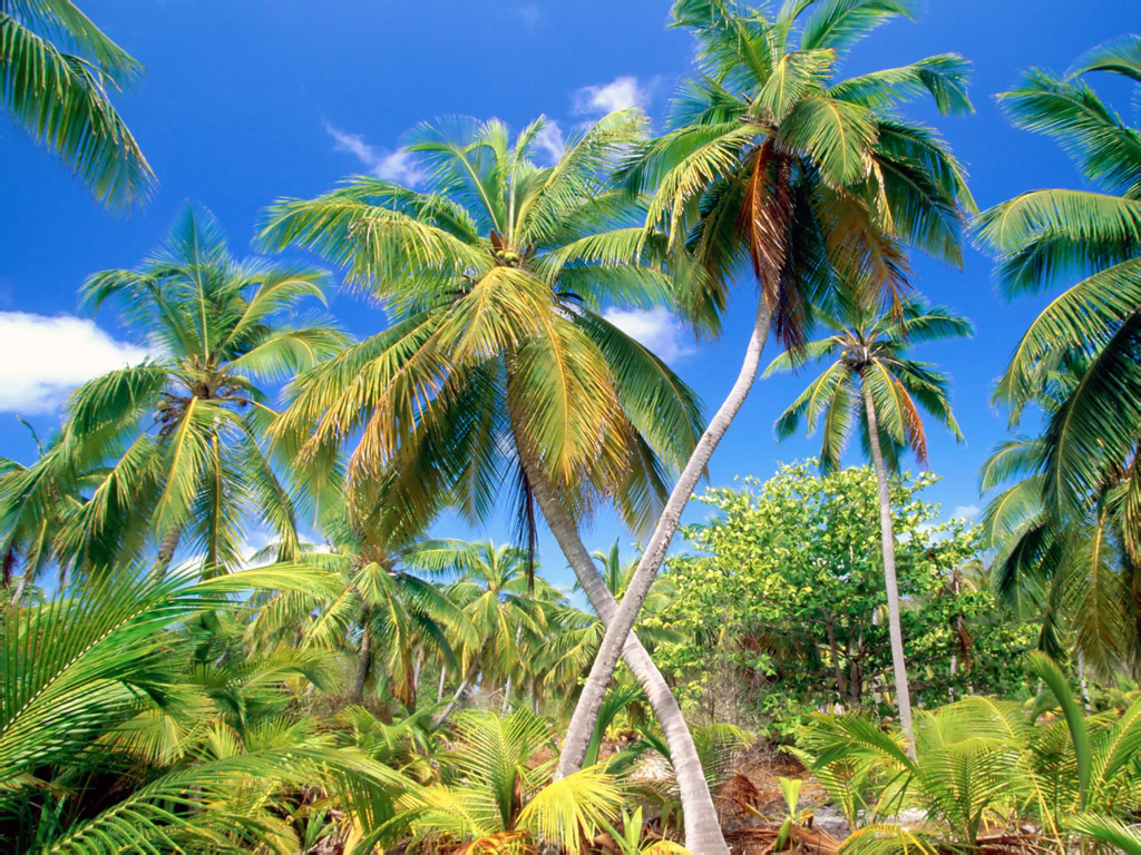 Palm Trees On The Beach 1024*768 No - Coconut Tree Full Hd , HD Wallpaper & Backgrounds