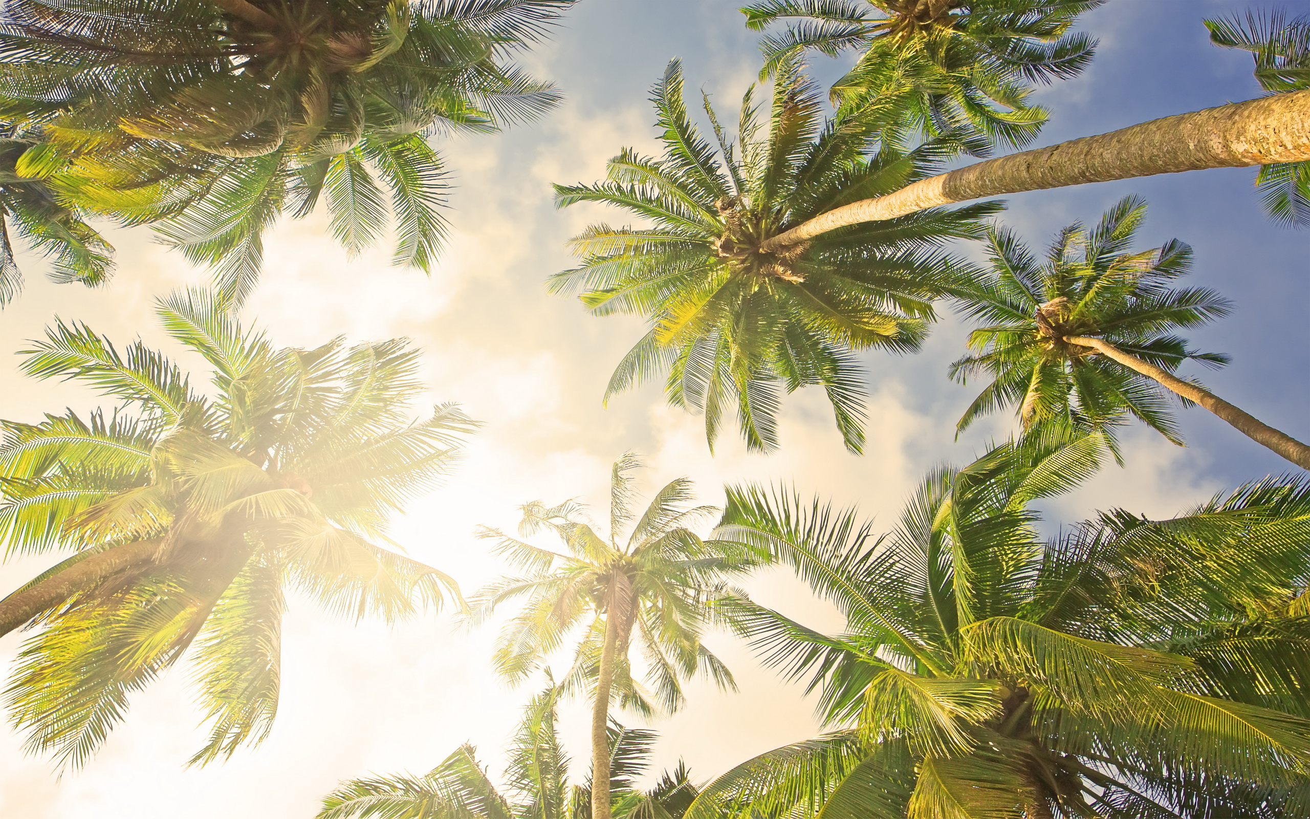 Palme Hd Wallpaper - Palm Tree Desktop Backgrounds , HD Wallpaper & Backgrounds