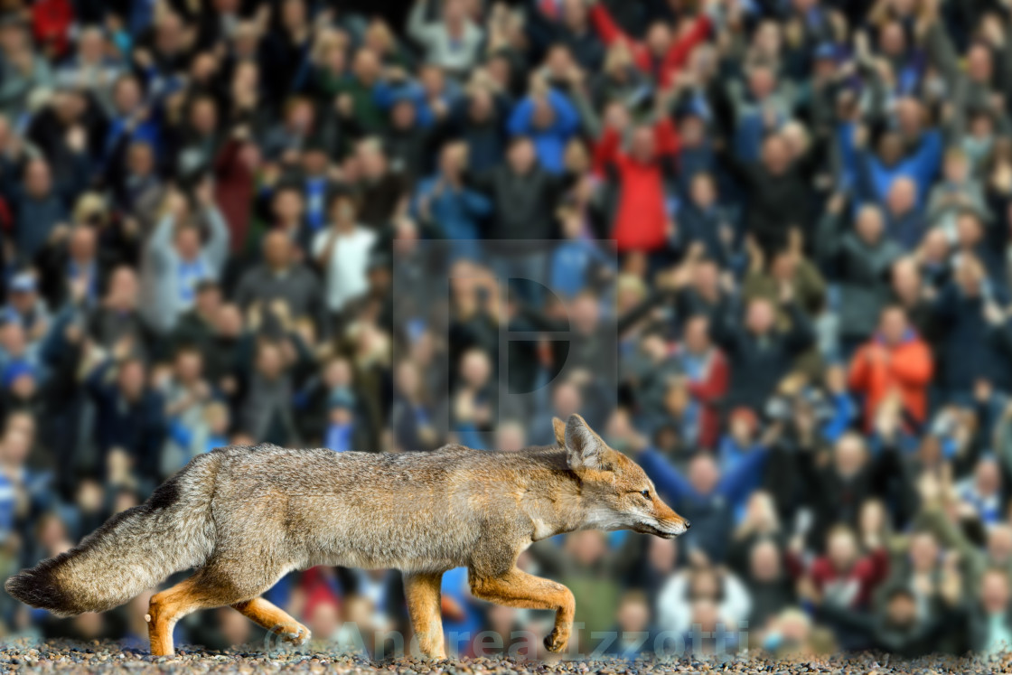 Real Fox Leicester City Football Club Wallpaper Stock - Coyote , HD Wallpaper & Backgrounds