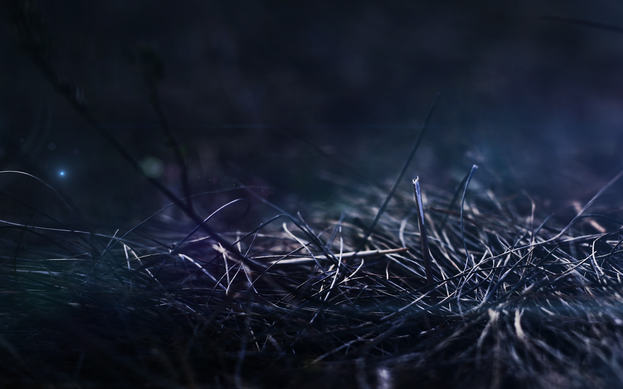 #4597200 #depth Of Field, #macro, #plants, #abstract, - Night Grass , HD Wallpaper & Backgrounds