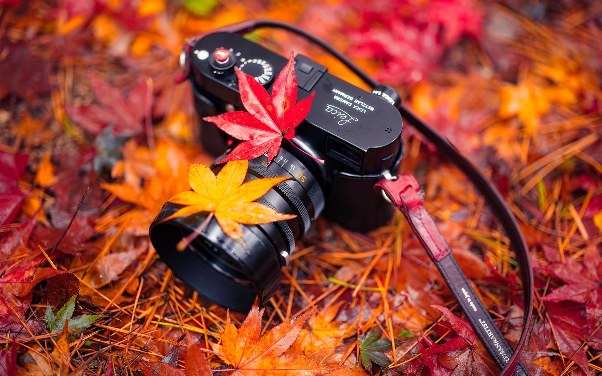 Download This Wallpaper - Camera In Leaves , HD Wallpaper & Backgrounds